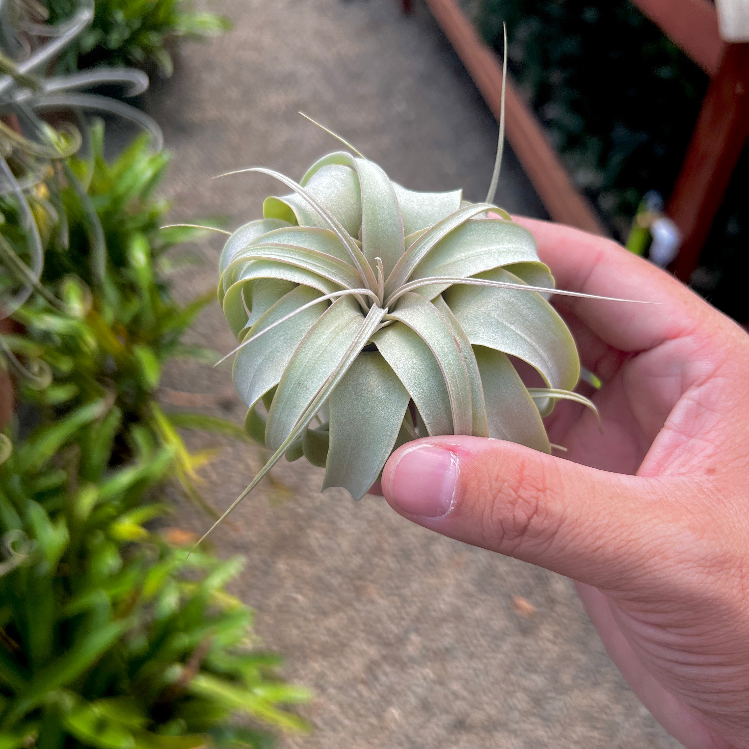 Xerographica Thick Leaf Mini <br> (Minimum Order 3) <br> *Cannot Be Shipped Internationally*