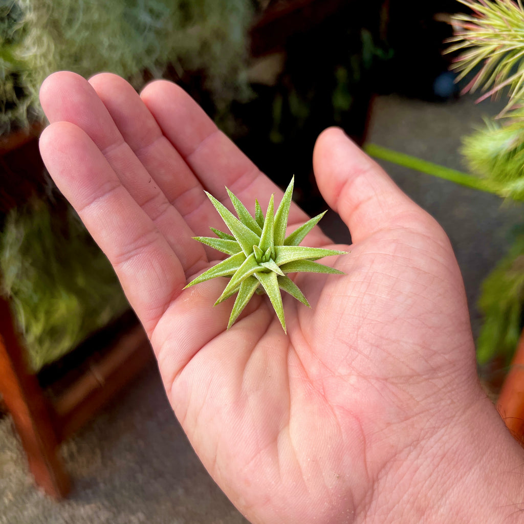 Ionantha Vanhyningii Small <br> (Minimum Order 4)