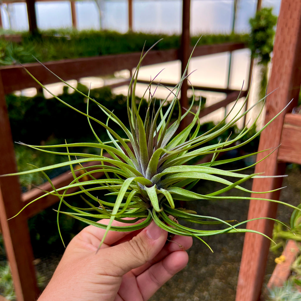 Stricta Magenta Large <br> (Minimum Order 3)