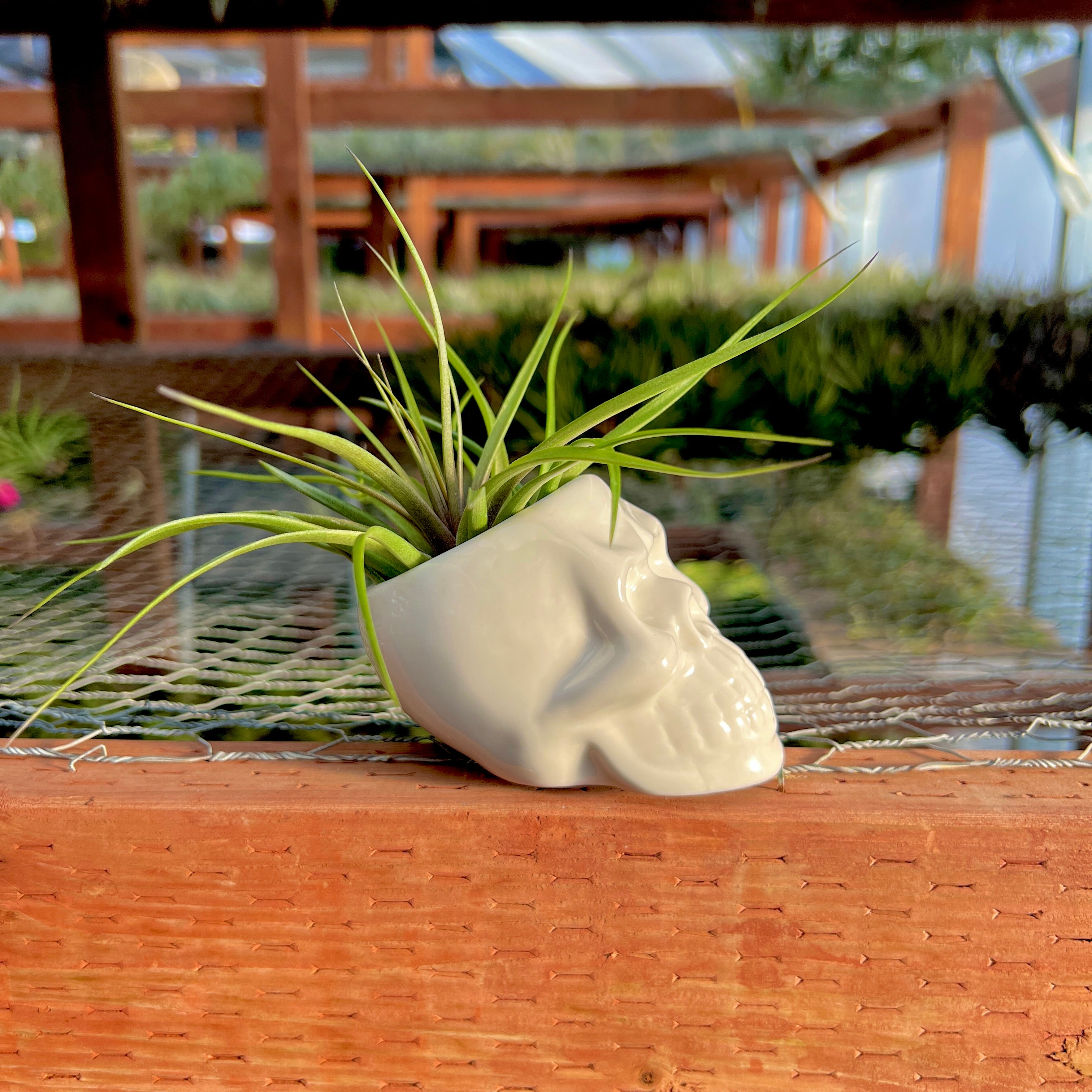 Ceramic Skull Air Plant Holder With Air Plant <br> (Minimum Order 5)