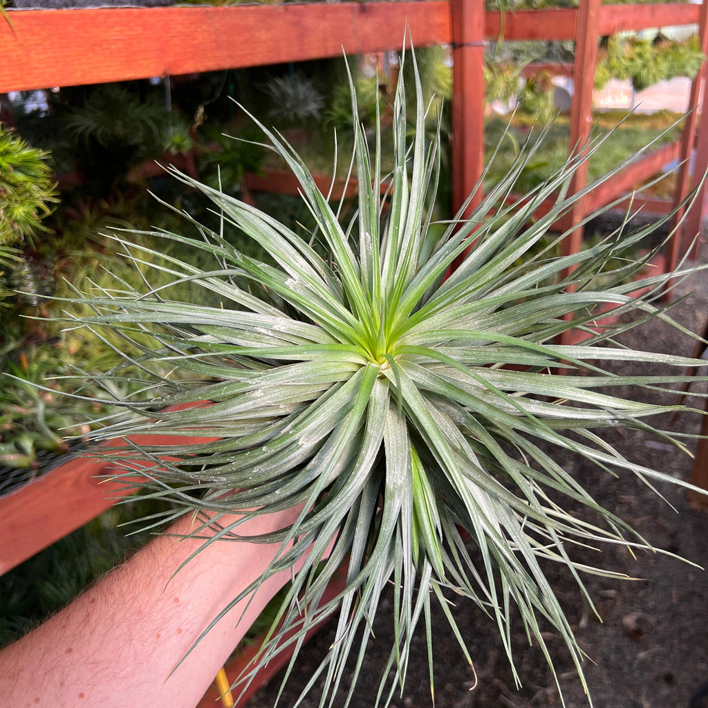 Stricta Emerald Forest Lg <br> (Minimum Order 3)