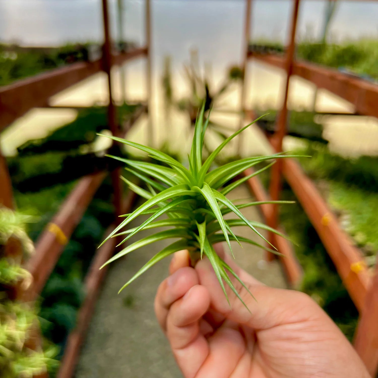 Aeranthos Assorted Variety Medium <br> (Minimum Order 5)