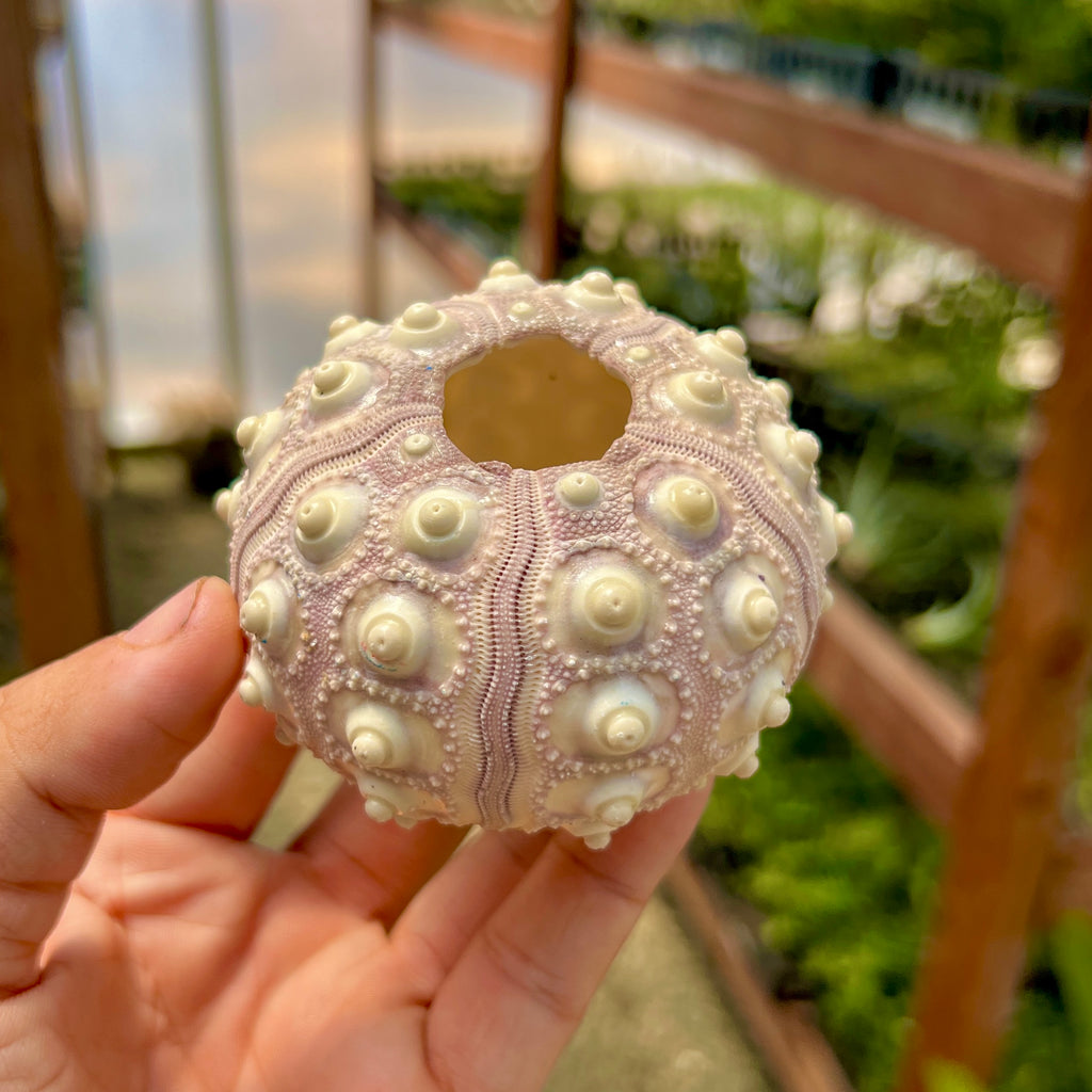 Sputnik Sea Urchin Shell Giant (Shell Only) <br> (Minimum Order 5)