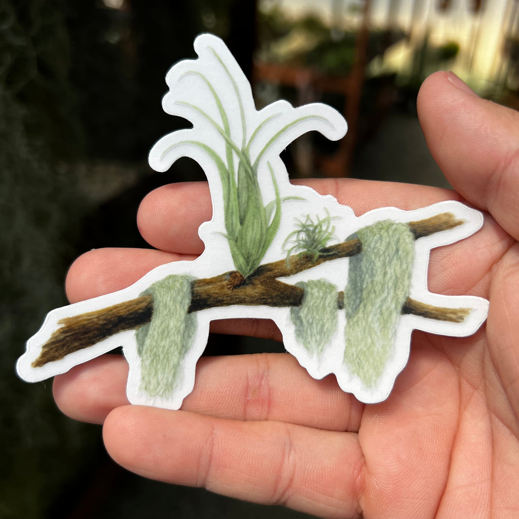 Premium Air Plant Sticker Pack <br> (10 Assorted Stickers)