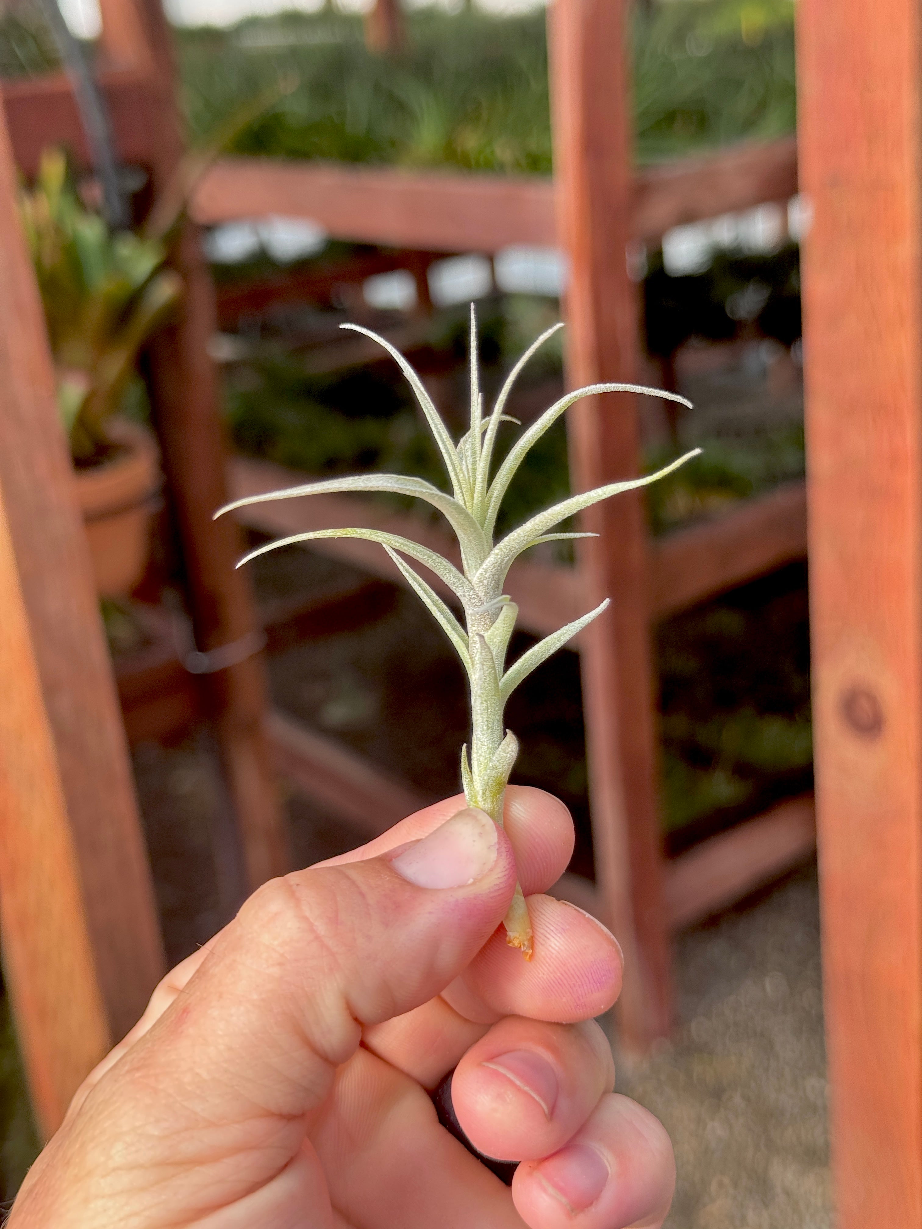 SUPER SALE! Incarnata Small <br> (Minimum Order 5)