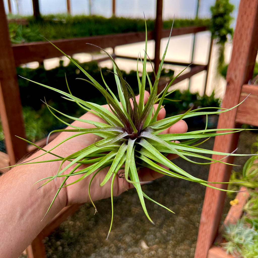 Stricta Magenta Large <br> (Minimum Order 3)