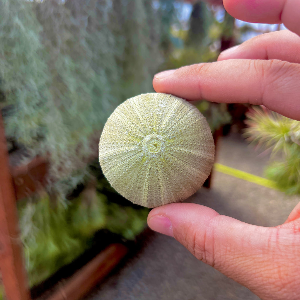 Sea Urchin Shell (Green) <br> (Minimum Order 10)