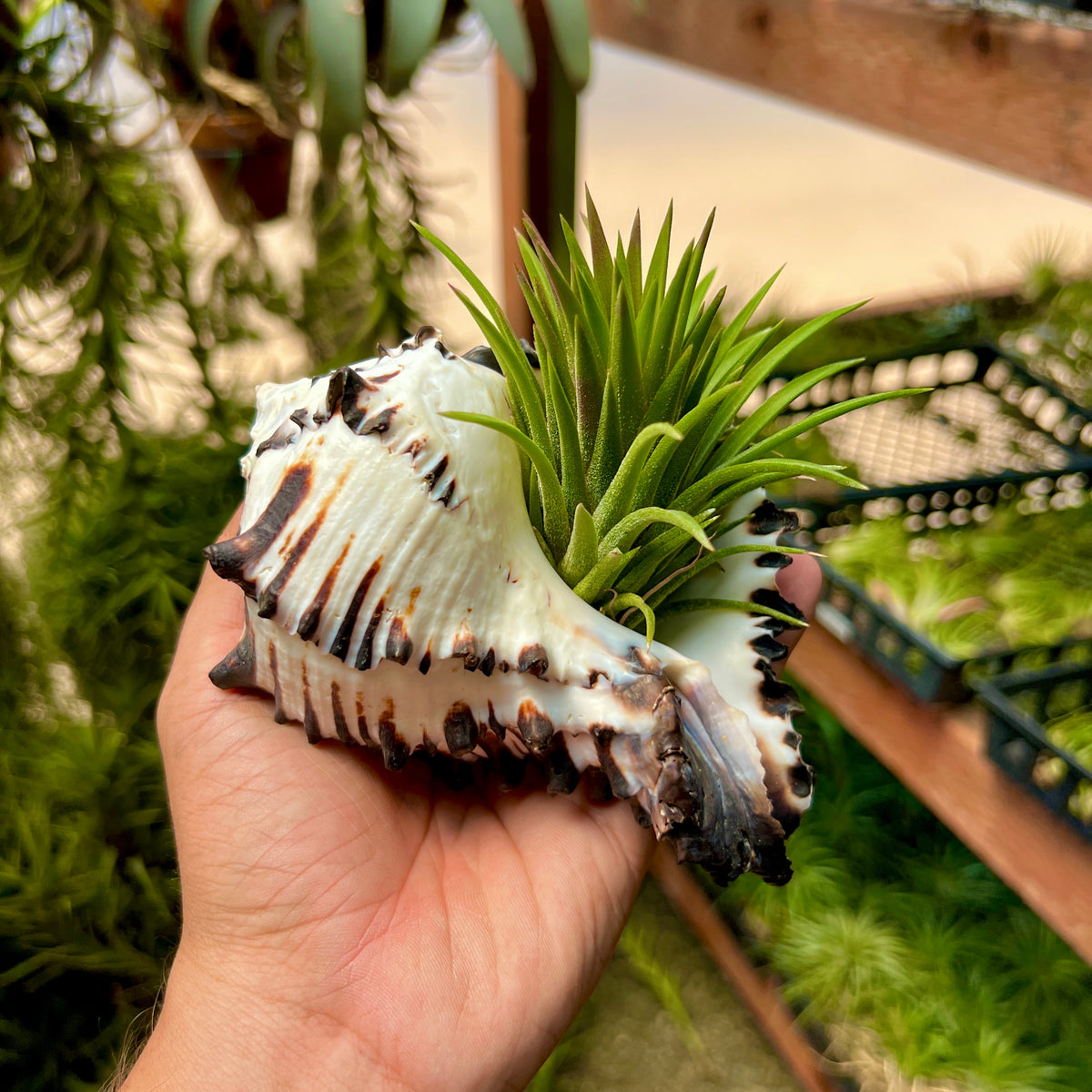 Zebra Murex Shell 5”-6” (Minimum Order 3) – Bulk Air Plants