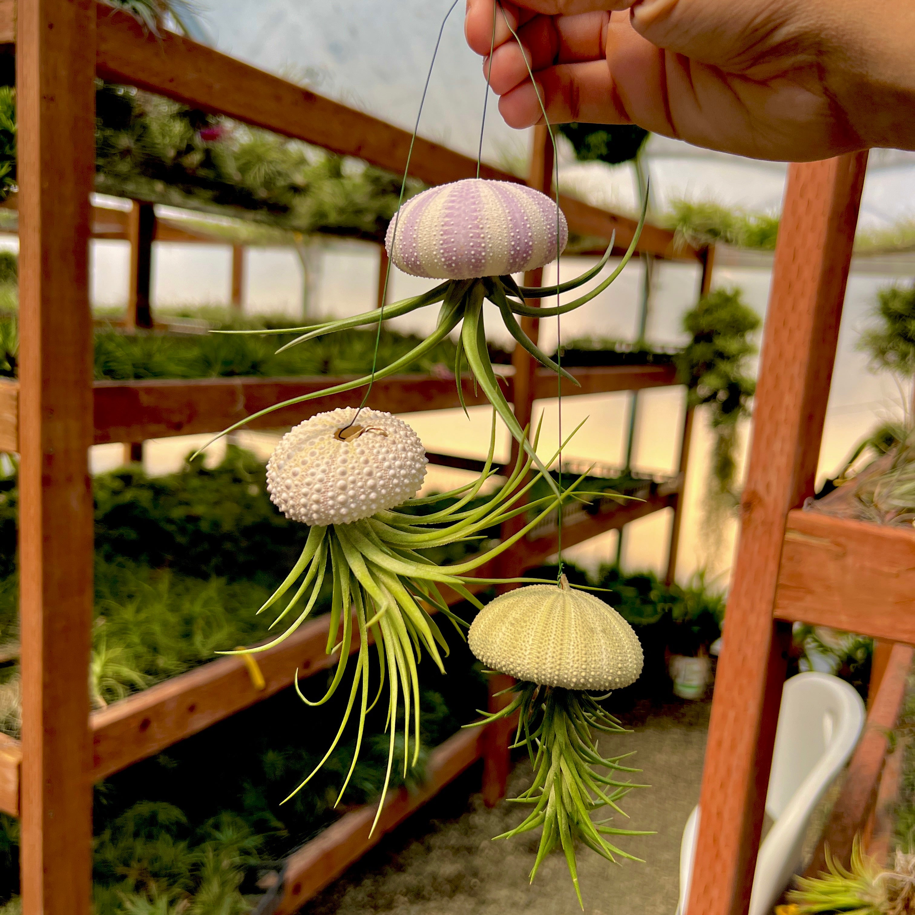 Hanging Premium Urchin Air Plant Jellyfish <br> (Minimum Order 5)