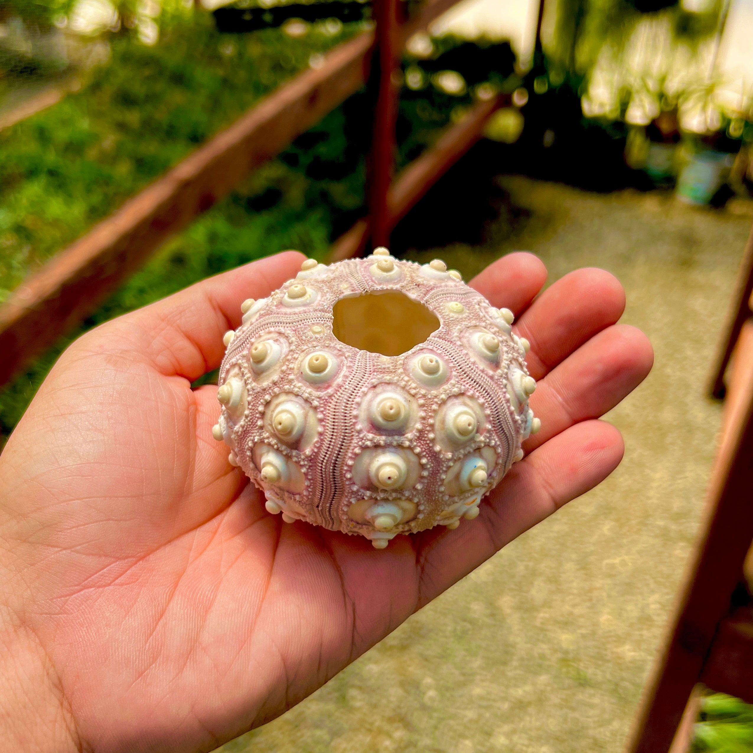 Sputnik Sea Urchin Shell Giant (Shell Only) <br> (Minimum Order 5)