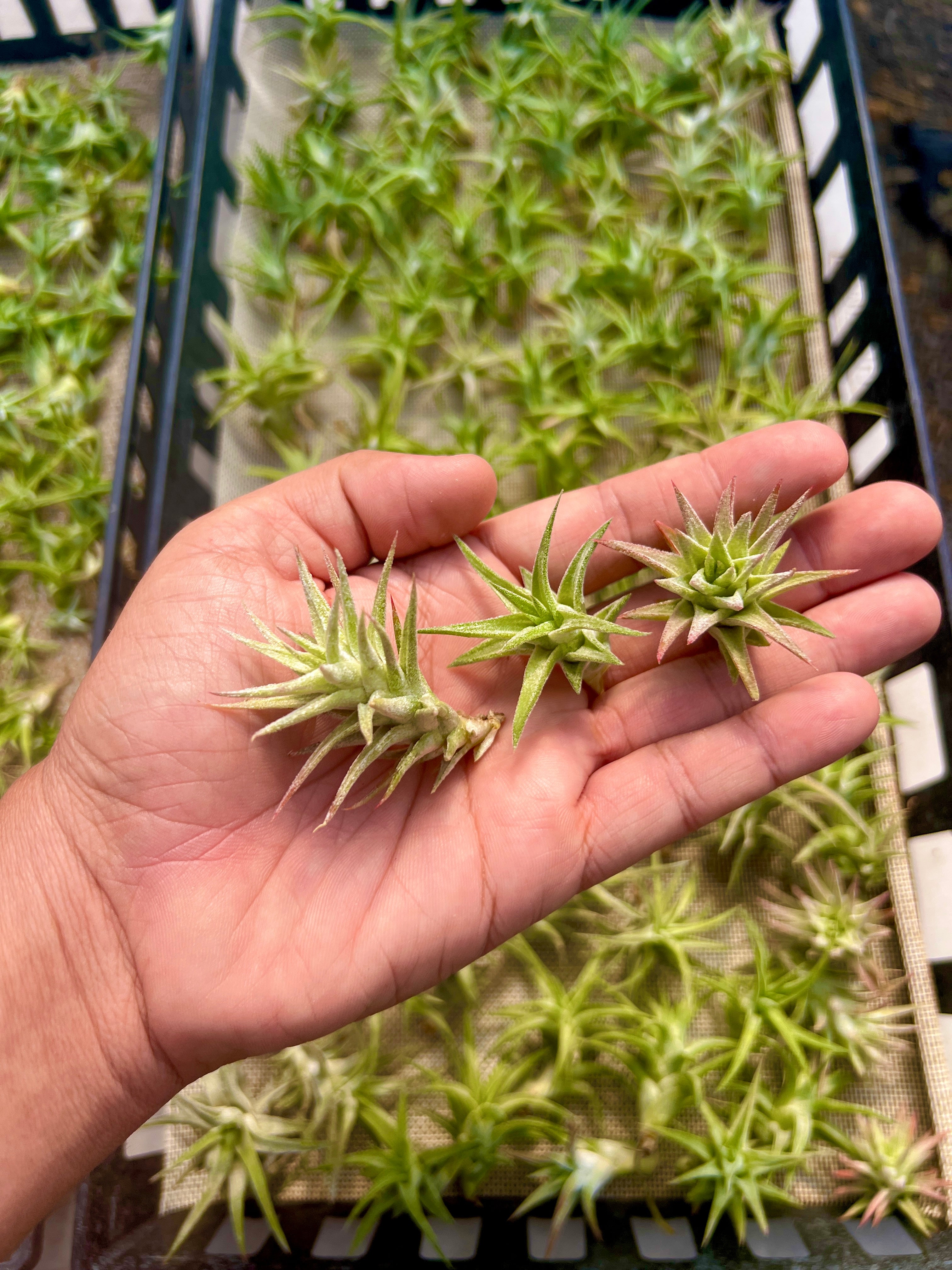 SUPER SALE Ionantha Vanhyningii Small <br> (Minimum Order 4)