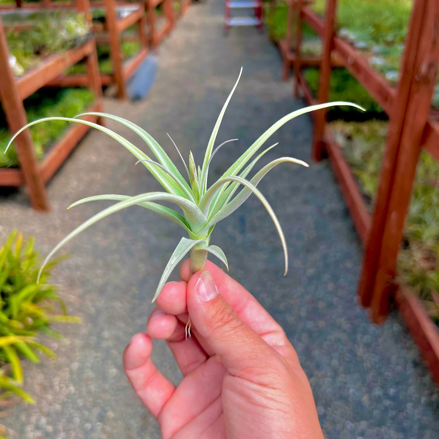 Streptocarpa Mini X Medium <br> (Minimum order 10)