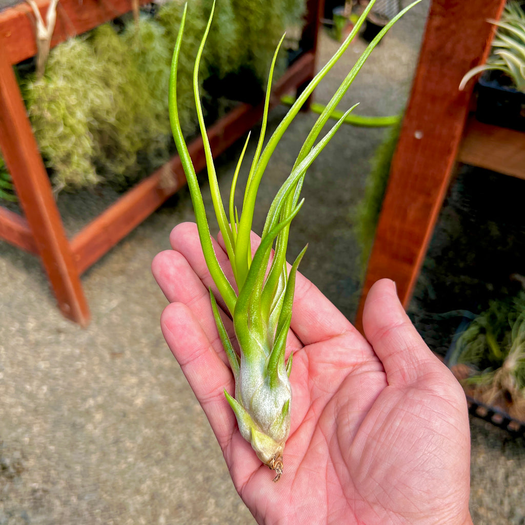 Ionantha Vanhyningii X Bulbosa Belize Large Form <br> (No Minimum)