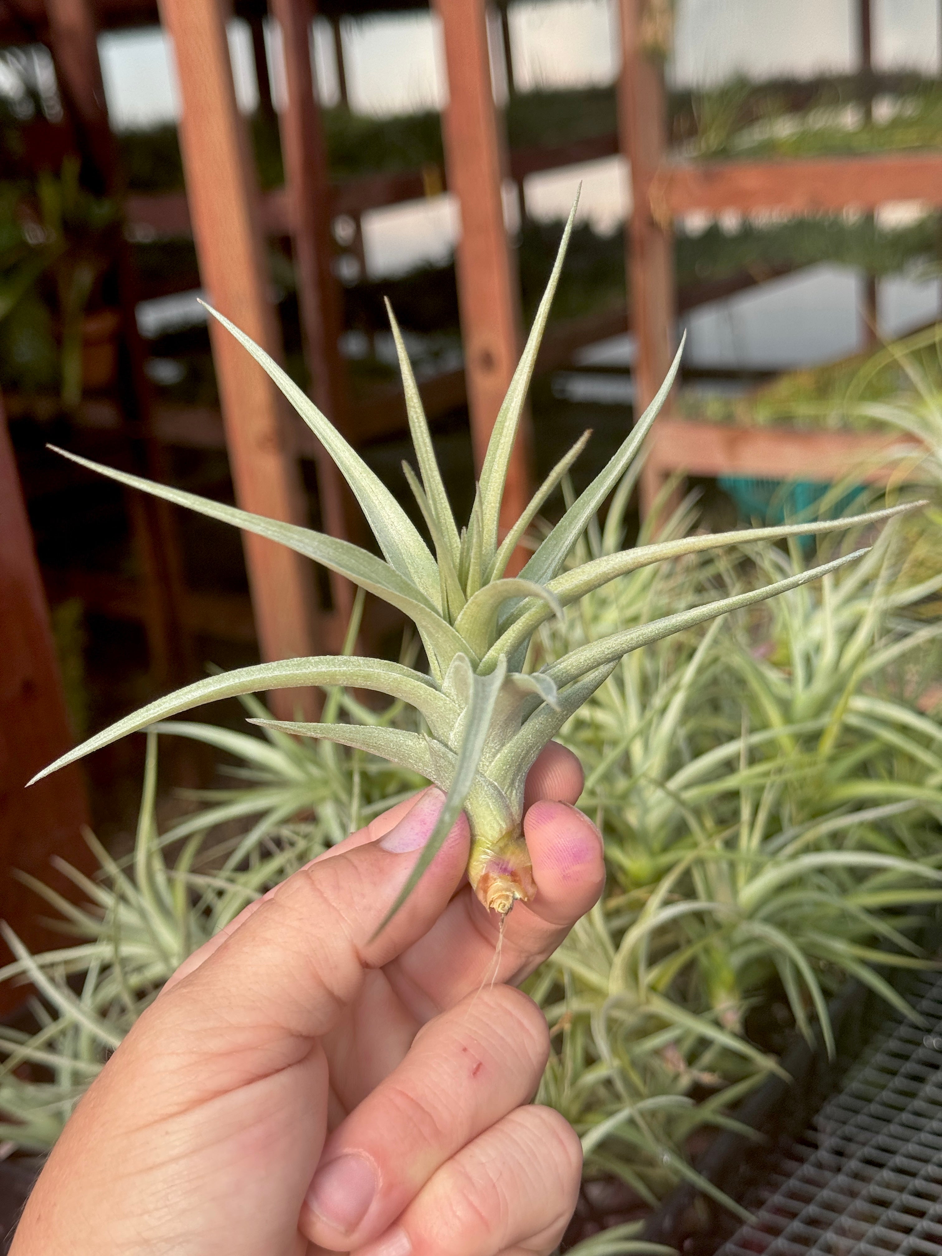SUPER SALE! Ixioides Blue Albino Lg <br> (Minimum Order 5)