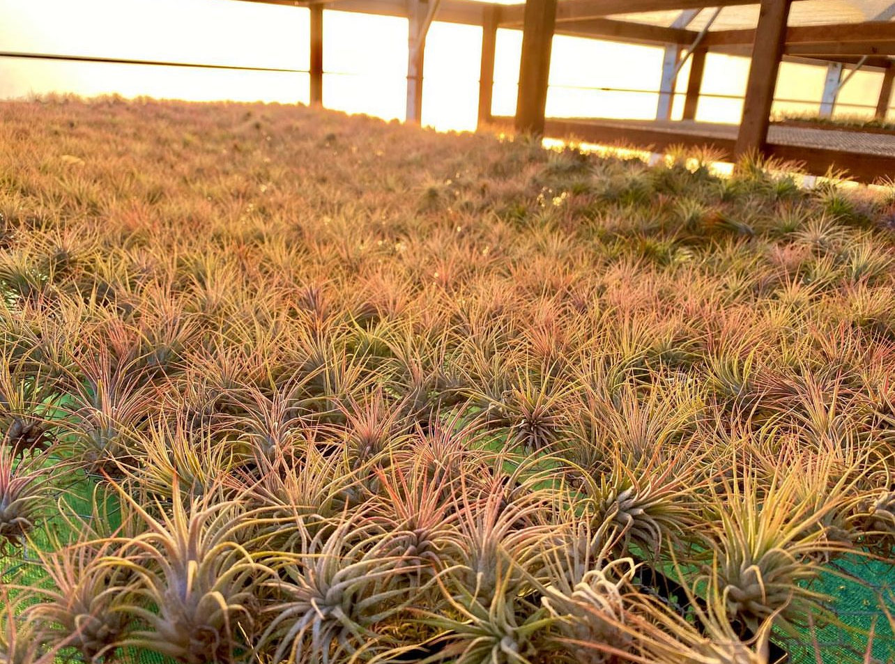 Ionantha Sunset Orange Medium <br> (Minimum order 5)