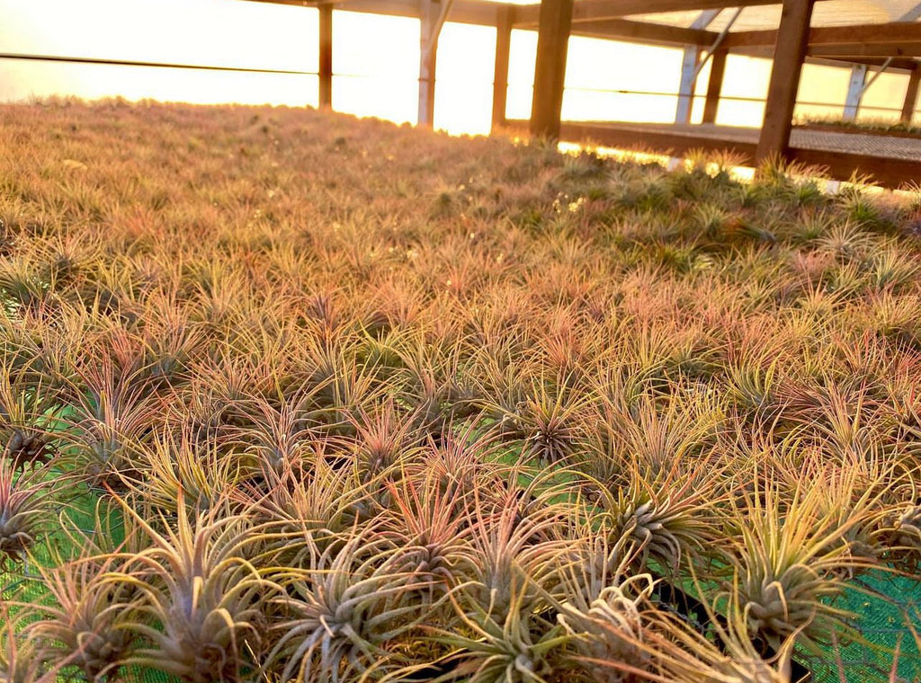 Ionantha Sunset Orange Medium <br> (Minimum order 5)