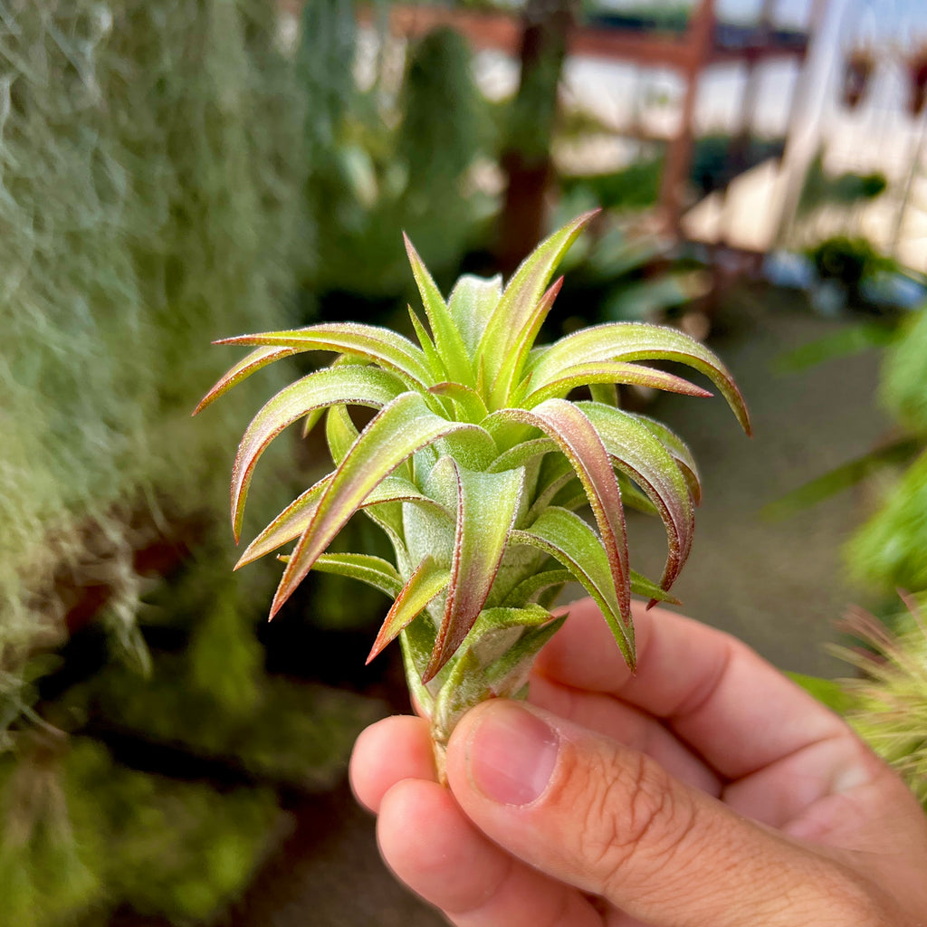 Ionantha Vanhyningii Medium <br> (Minimum Order 2)