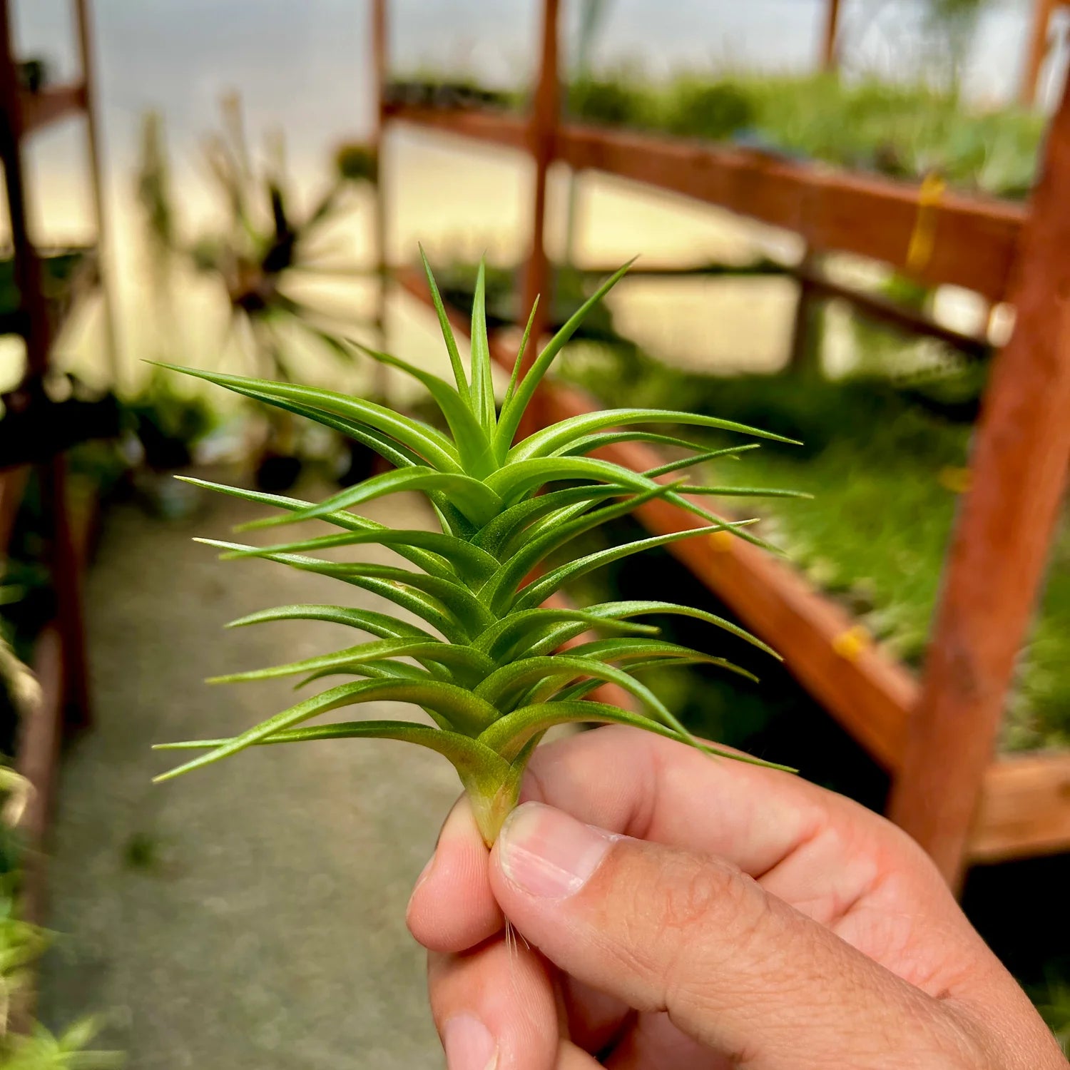 Aeranthos Assorted Variety Medium <br> (Minimum Order 5)