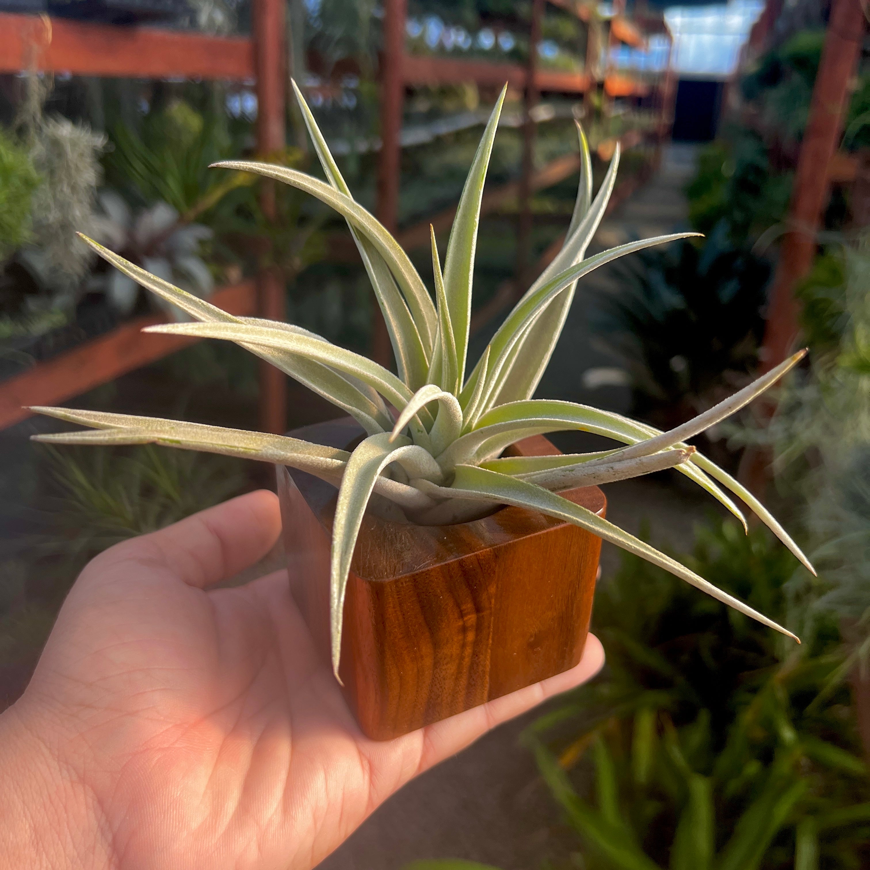 Black Walnut Premium Wood Air Plant Holder <br> (Minimum Order 4)