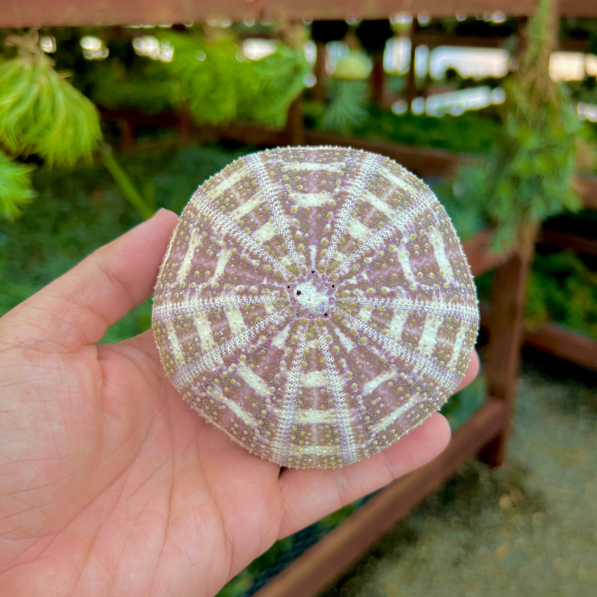 Gator Sea Urchin Shell XL (Minimum Order 4) – Bulk Air Plants