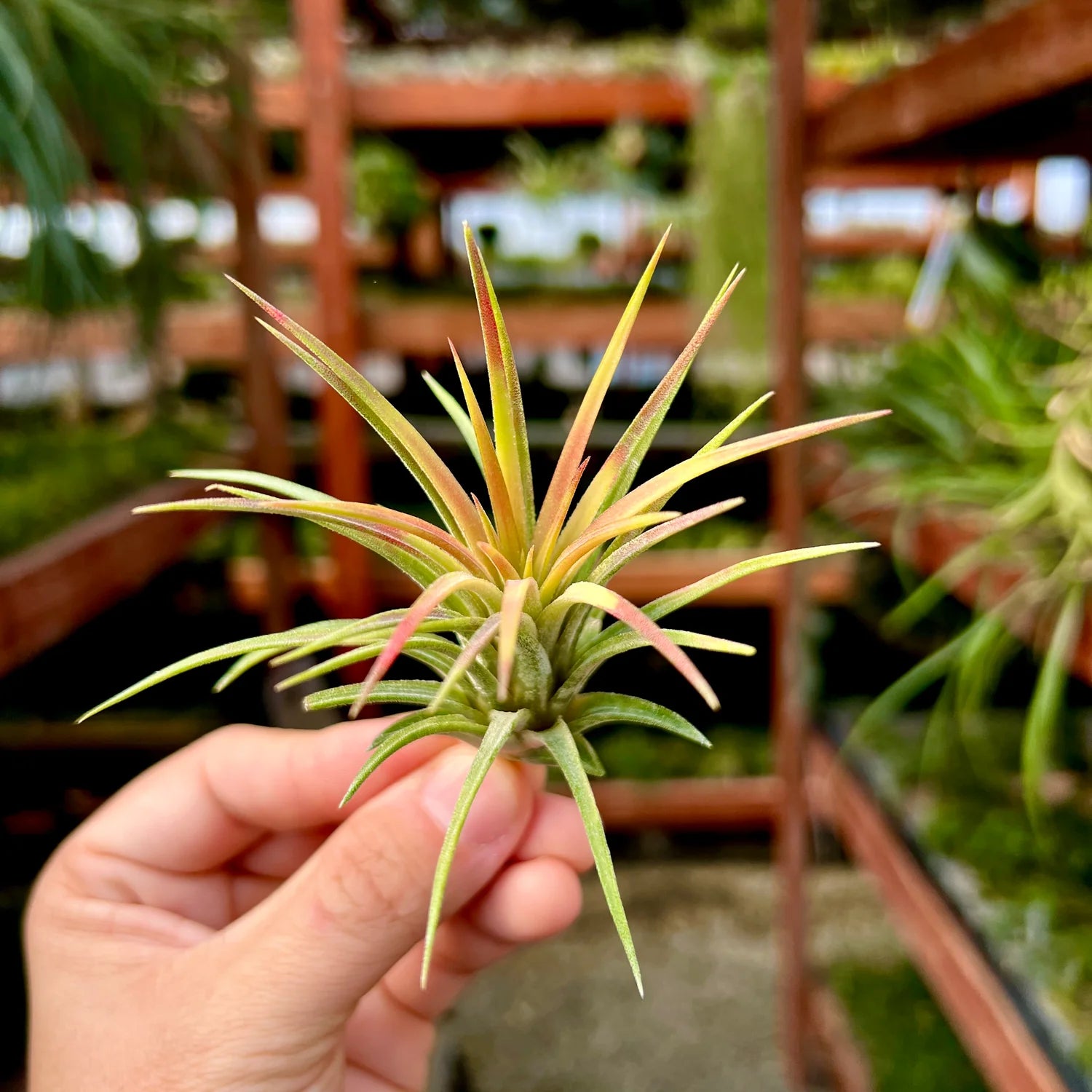 Ionantha Mardi Gras Medium <br> (MINIMUM ORDER 5)