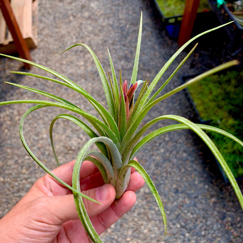 Ionantha x Paucifolia Medium <br> (Minimum Order 5)