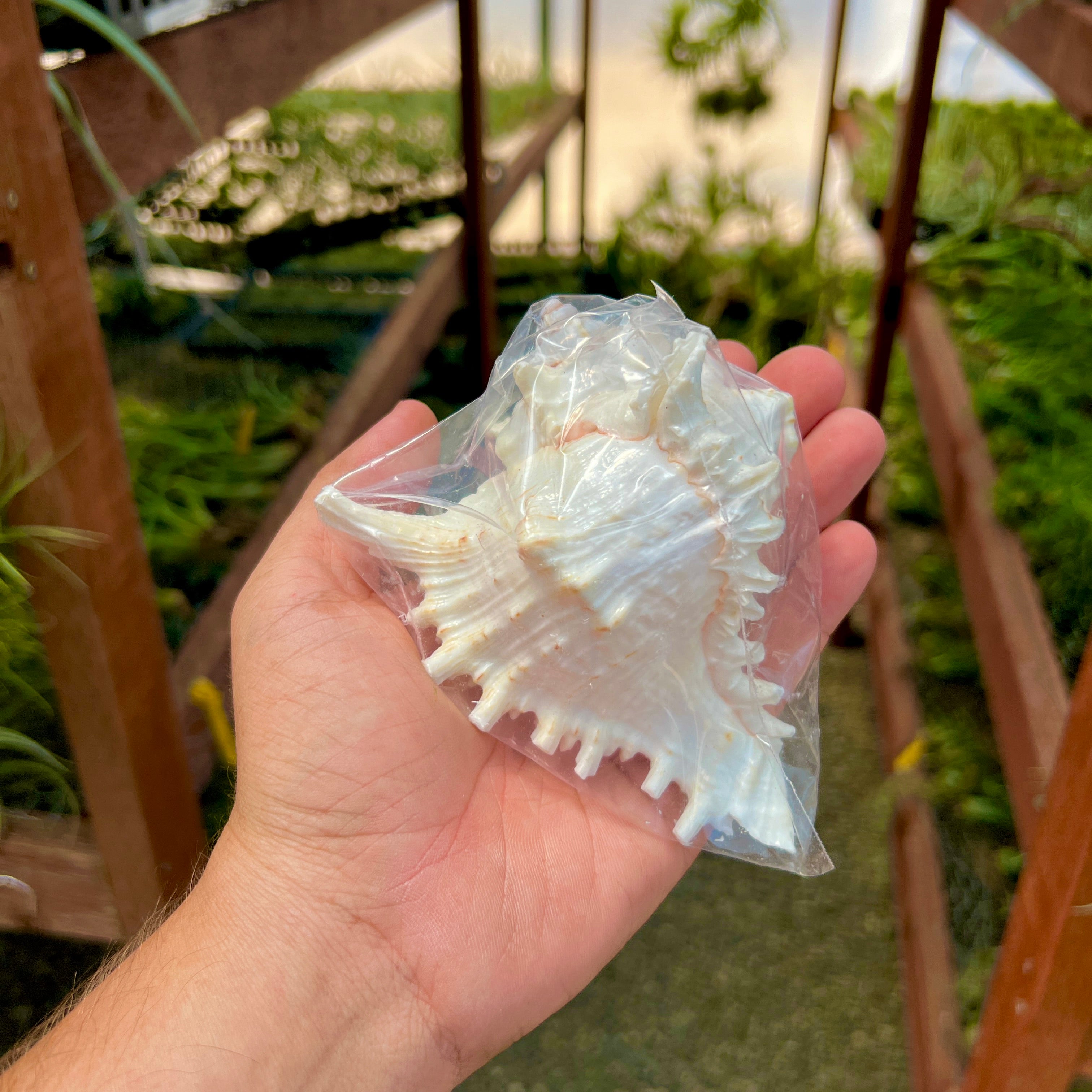 Ramosus Murex Shell 4”-5” <br> (Minimum Order 5)