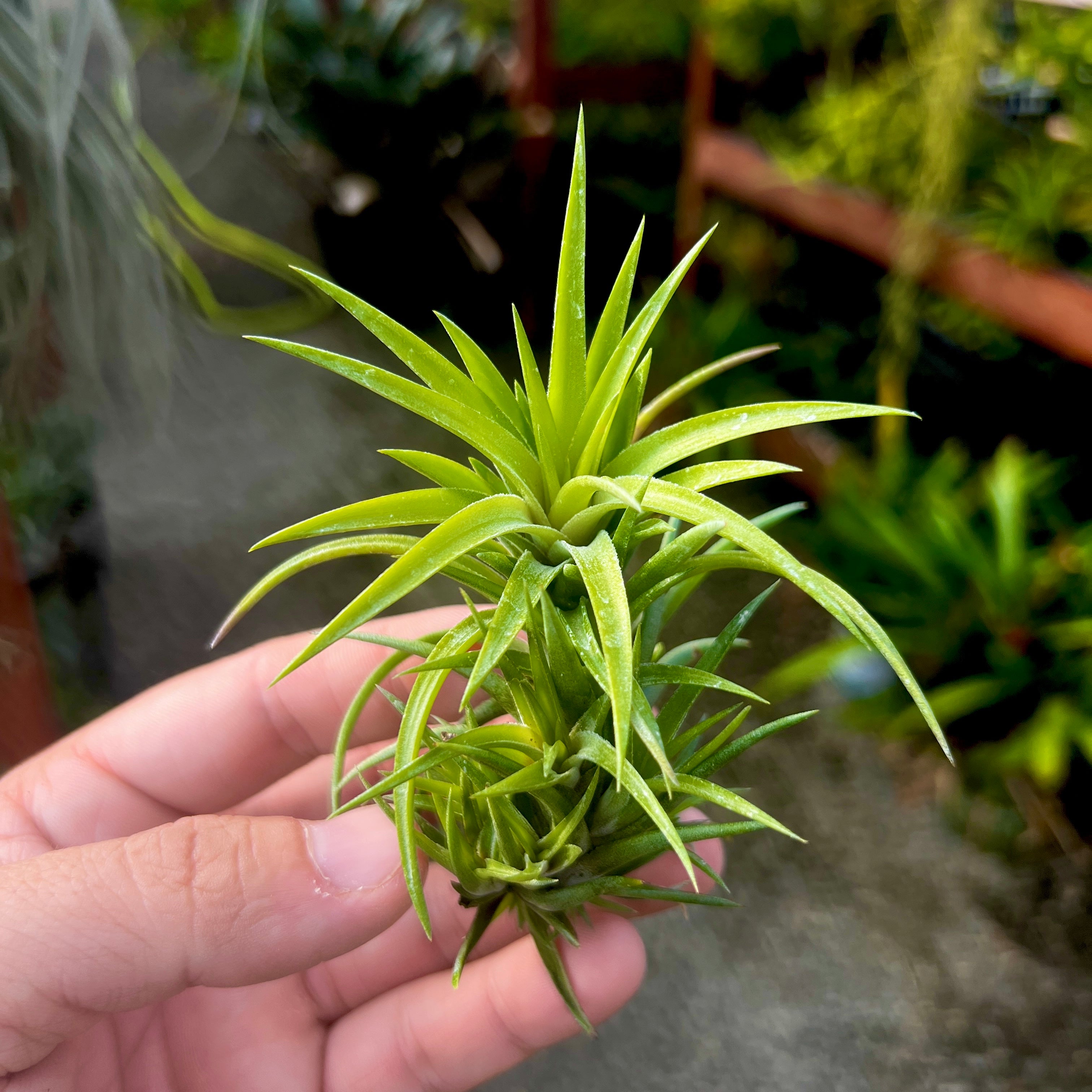 neglecta air plant Neglecta Giant Form , (Minimum Order 5)