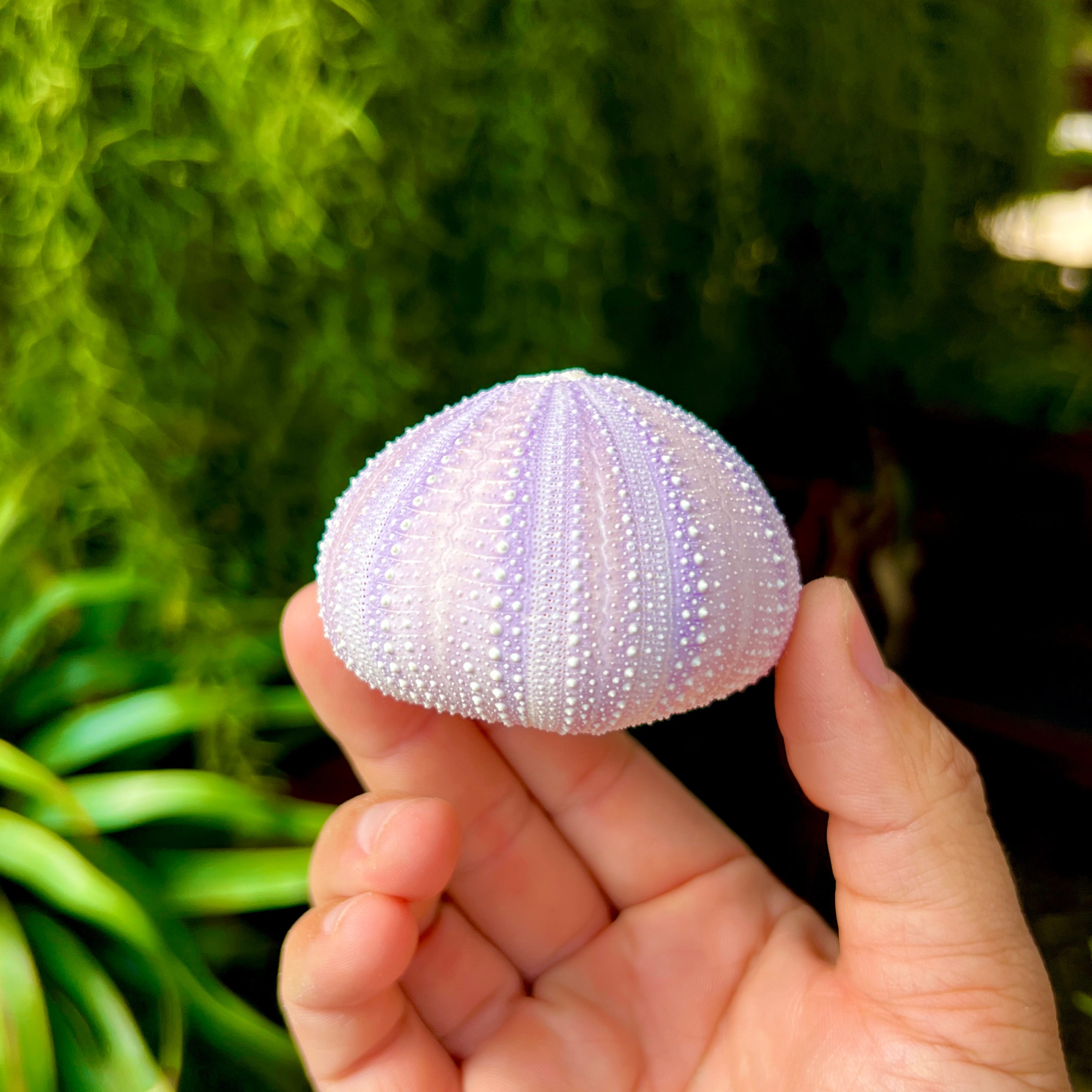 Purple/White Sea Urchin Shell Lg <br> (Minimum Order 5)