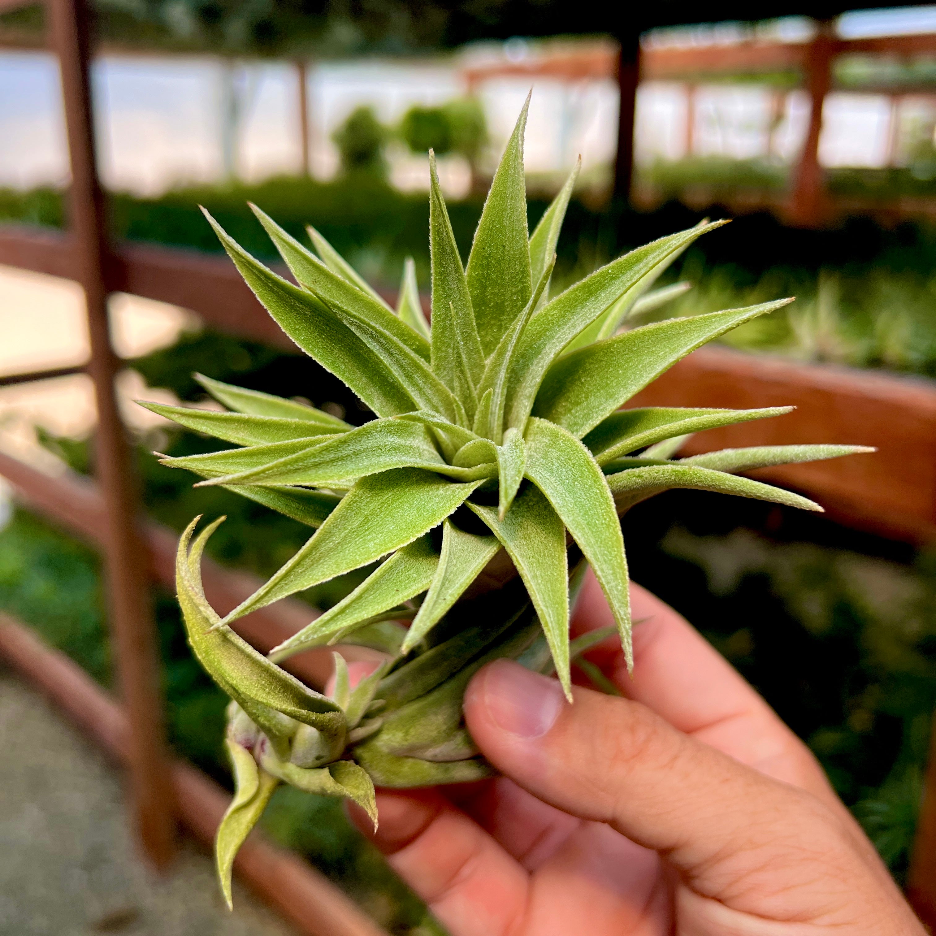 Edithae Green Large (Large Form) <br> (No Minimum)