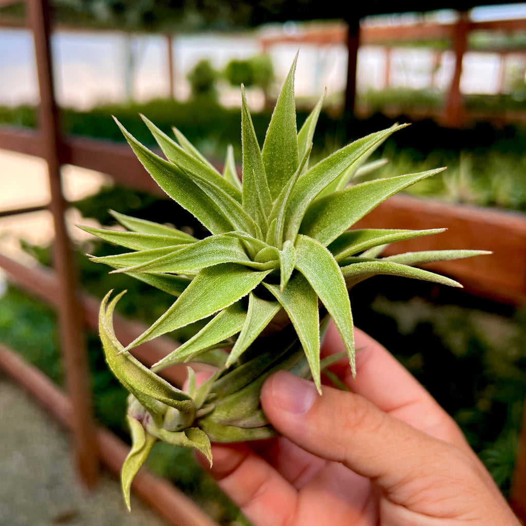 Edithae Green Large (Large Form) <br> (No Minimum)