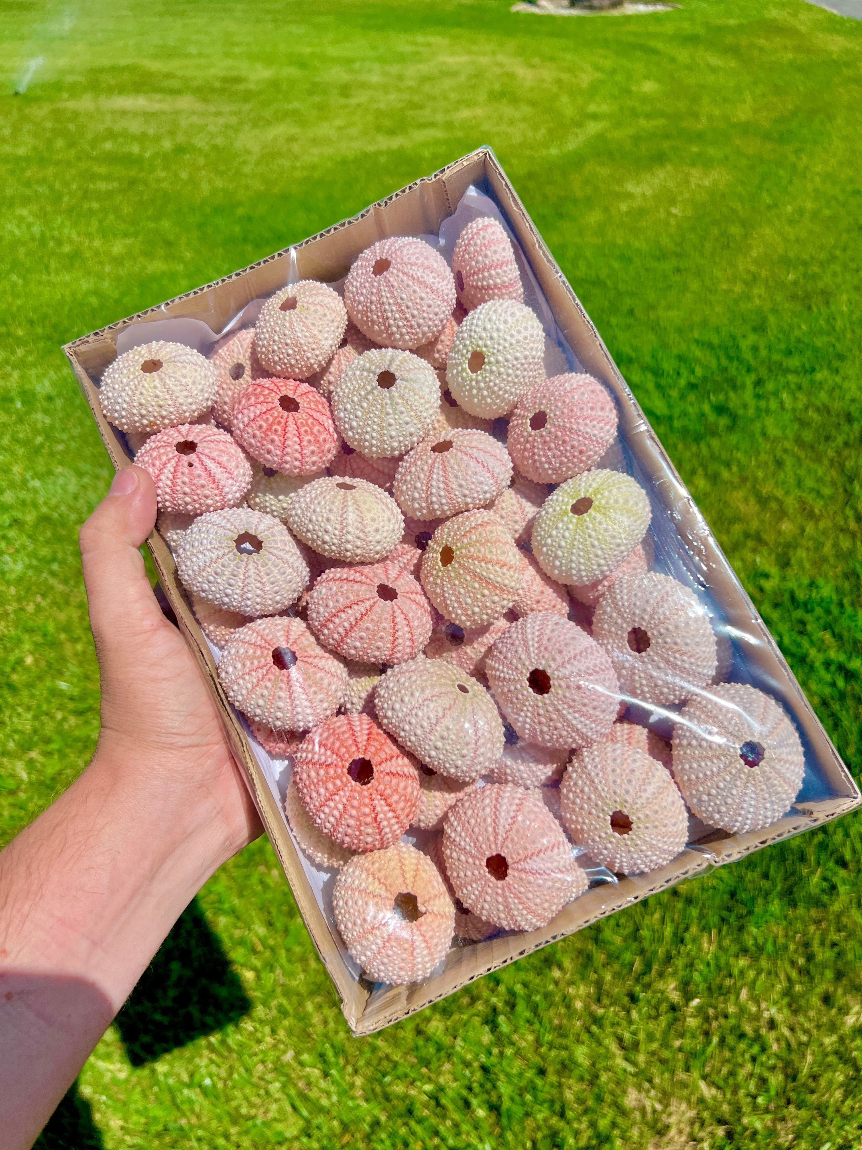 Sea Urchin Shell Medium (Pink/White) Bulk Pack 50+ Shells ($0.40 ea)