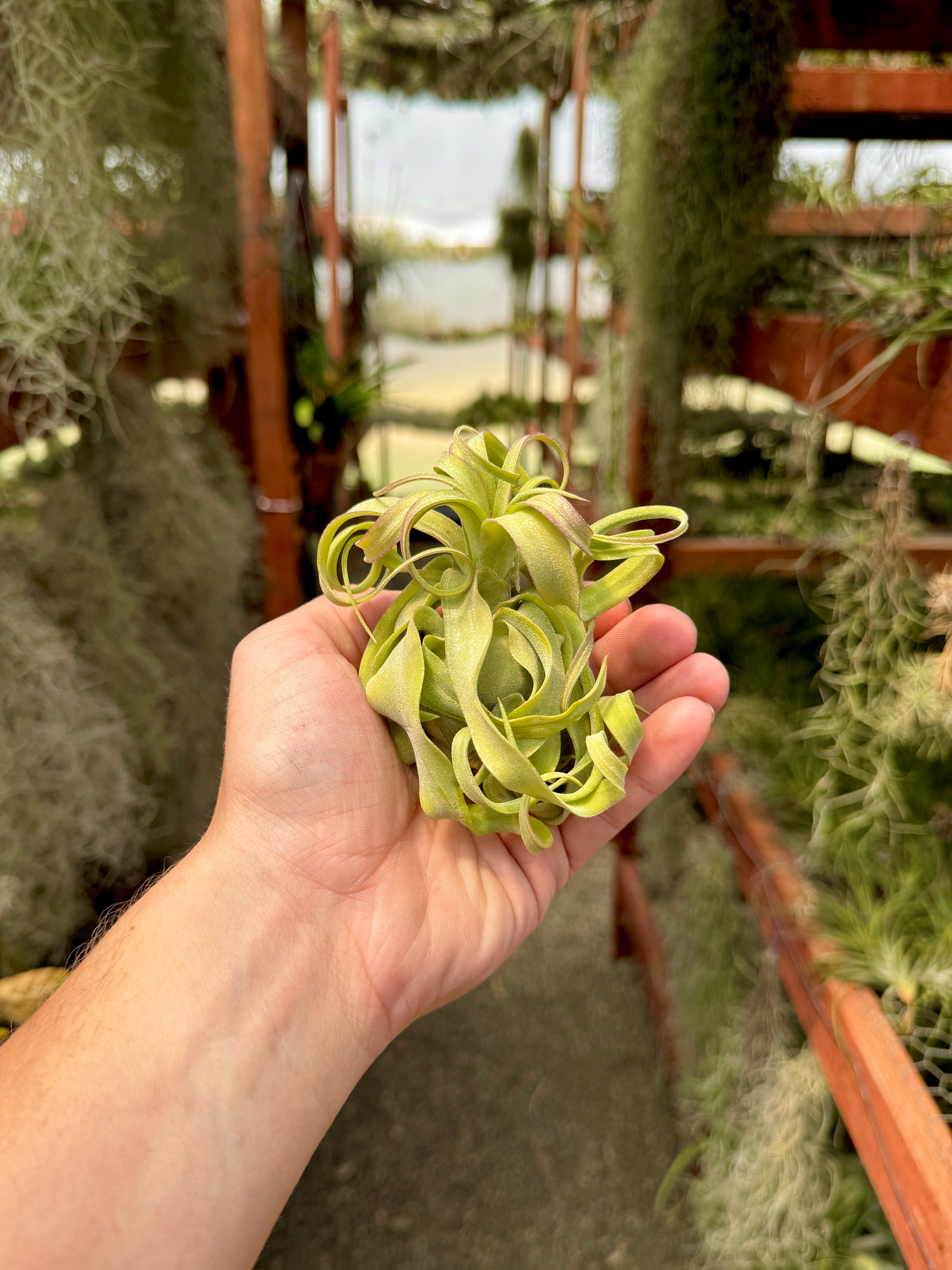 Streptophylla Belize (Beautiful Thick Leaves) – Bulk Air Plants