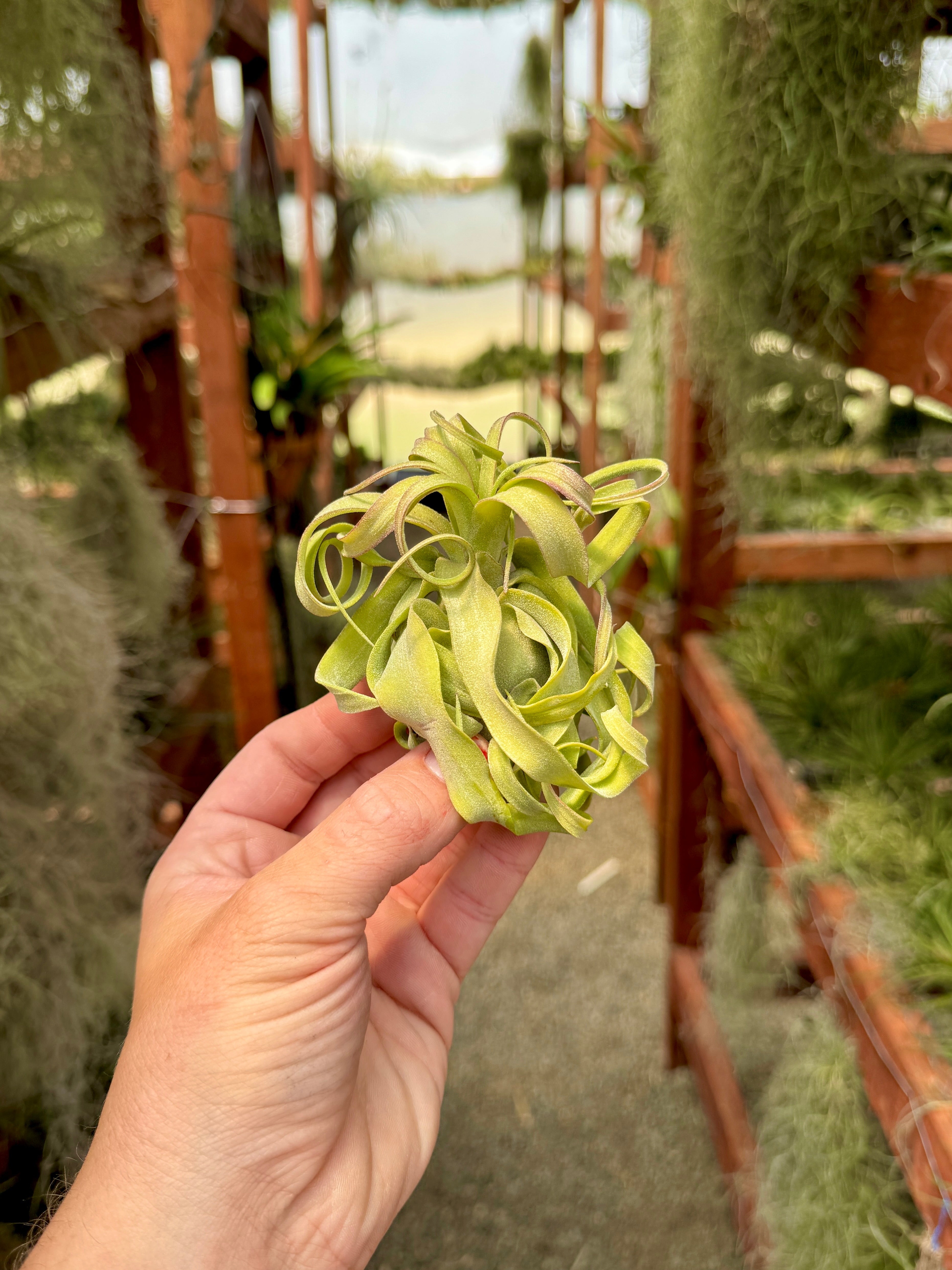Streptophylla Belize <br> (Beautiful Thick Leaves)