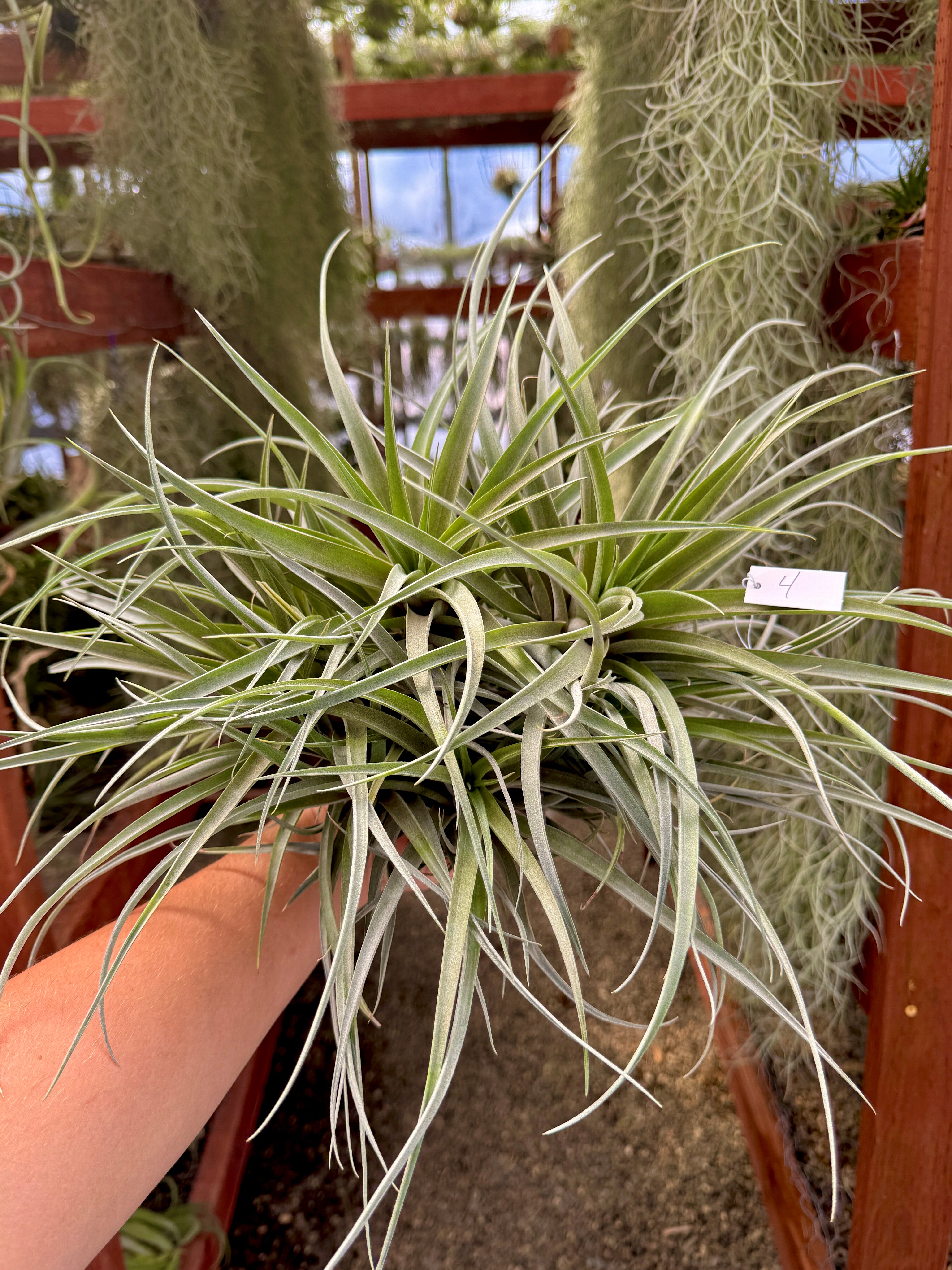 XXL T. ‘Betty’ Clump <br> (No Minimum)