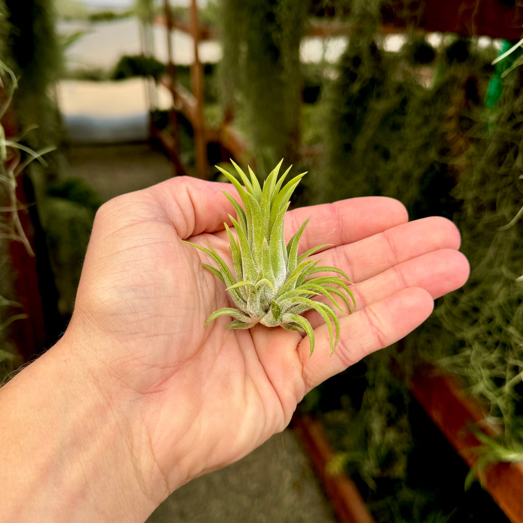 Ionantha Curly Giant Small <br> (Minimum Order 3)