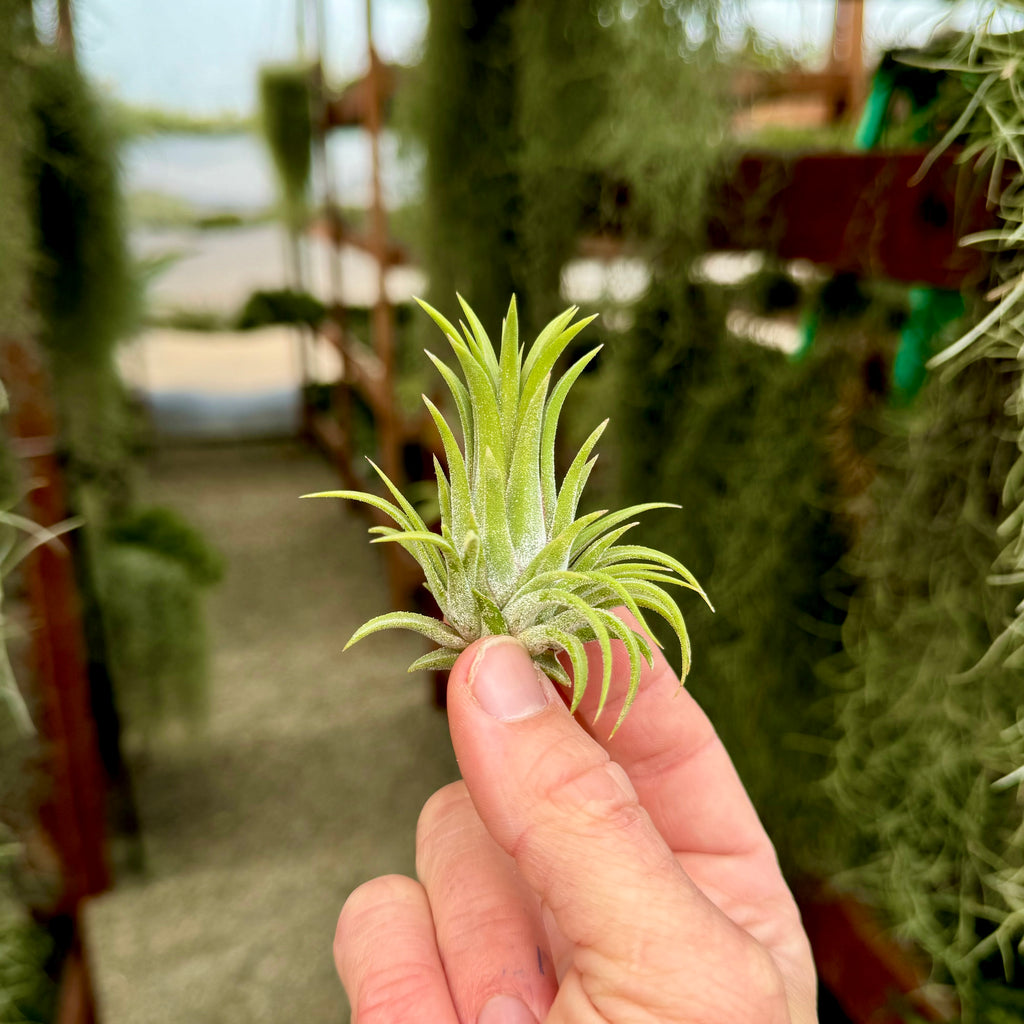 Ionantha Curly Giant Small <br> (Minimum Order 3)