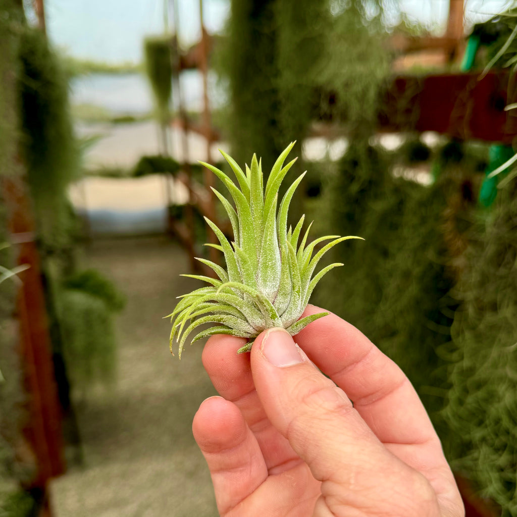 Ionantha Curly Giant Small <br> (Minimum Order 3)