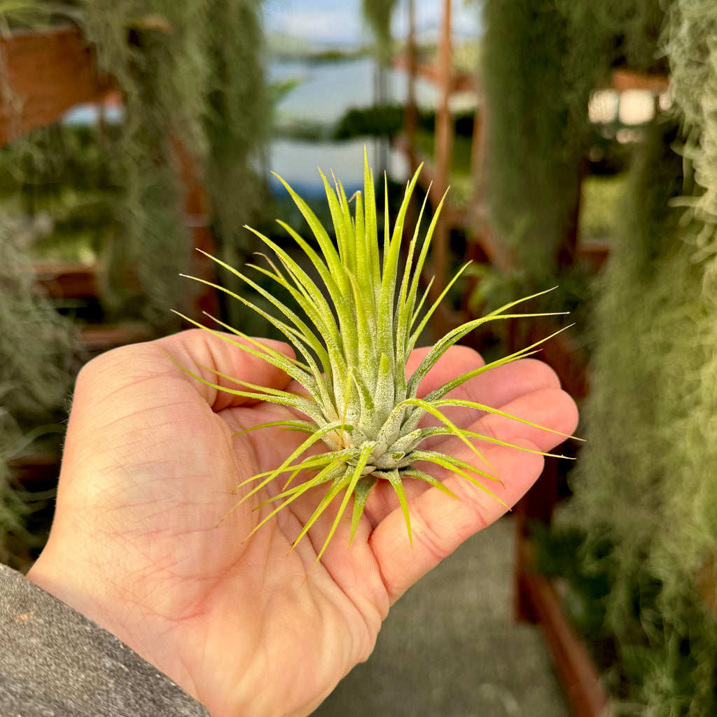 Ionantha Guatemala Large <br> (Minimum order 5)