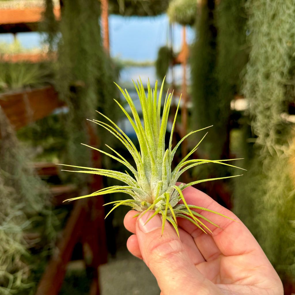 Ionantha Guatemala Large <br> (Minimum order 5)