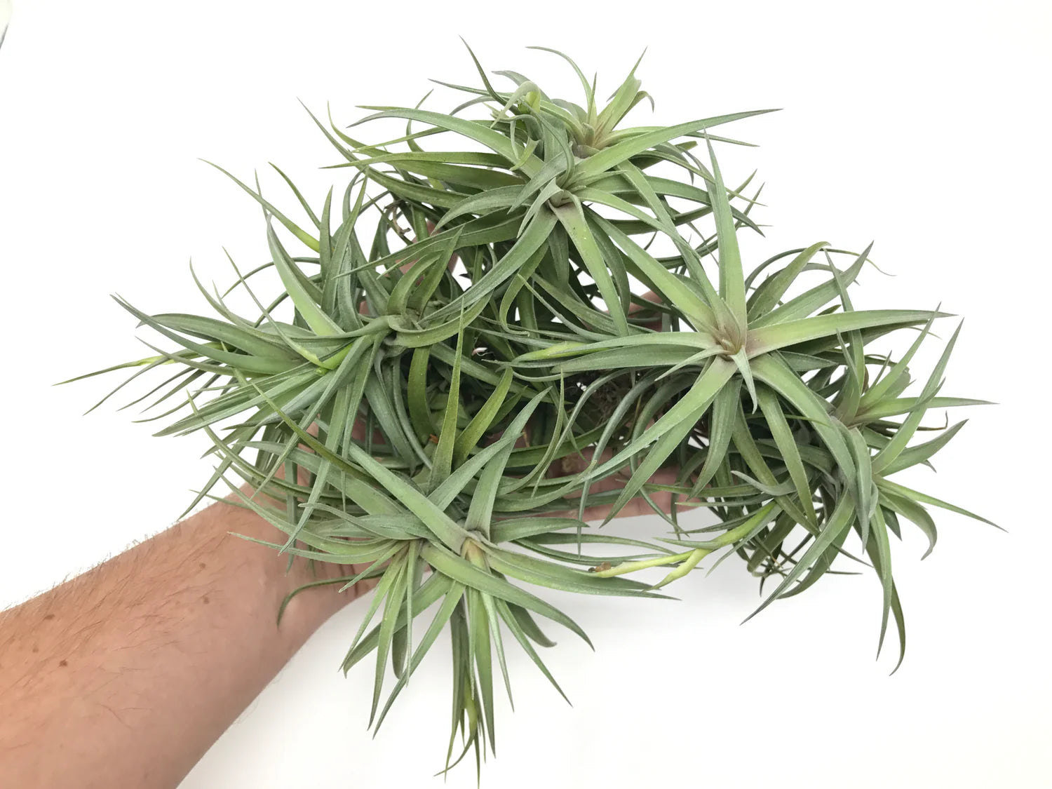 Aeranthos Assorted Variety Medium <br> (Minimum Order 5)