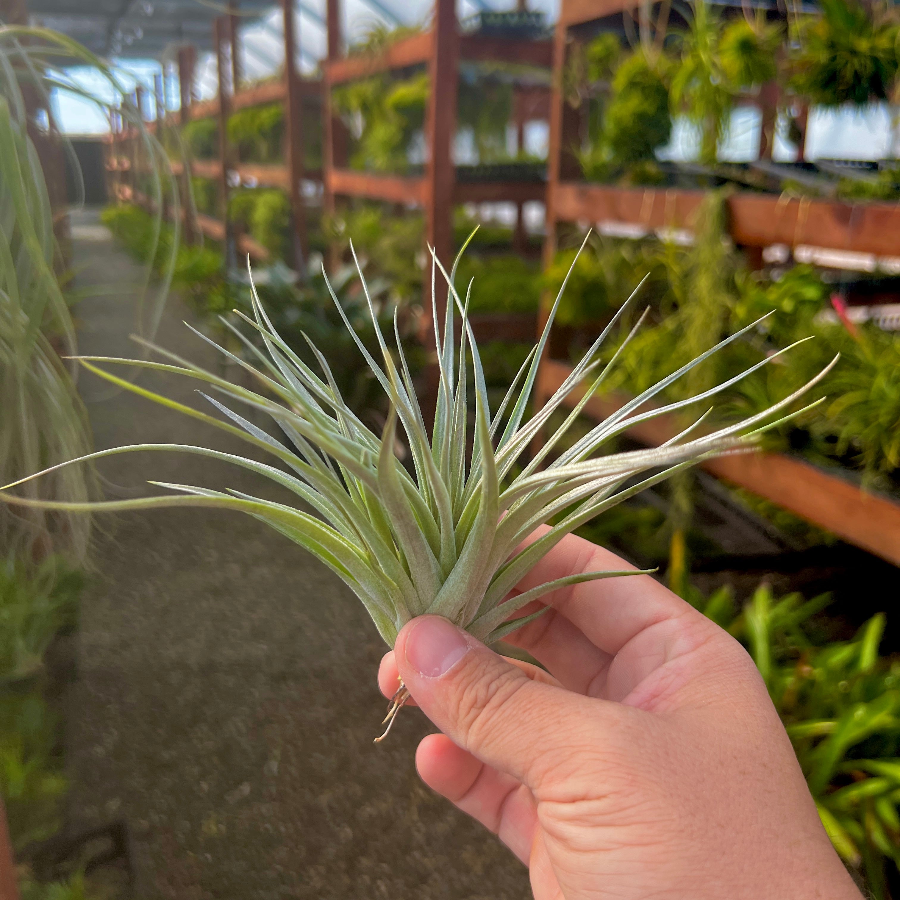 air plants bulk order Stricta Gray , (Minimum Order 5)