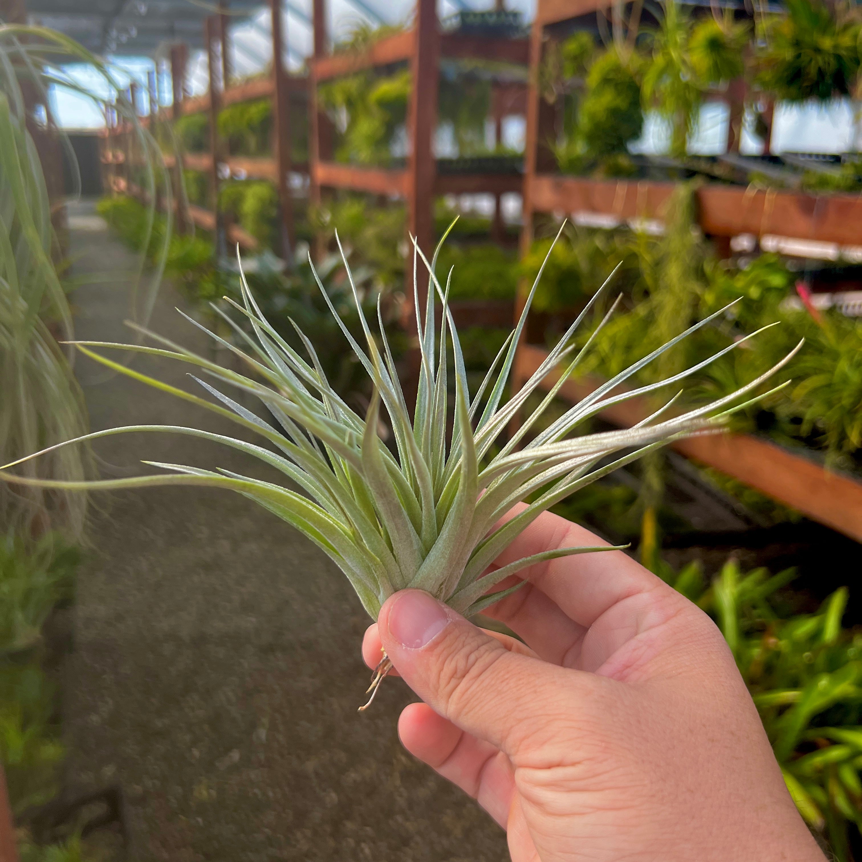 Stricta Gray <br> (Minimum Order 5)