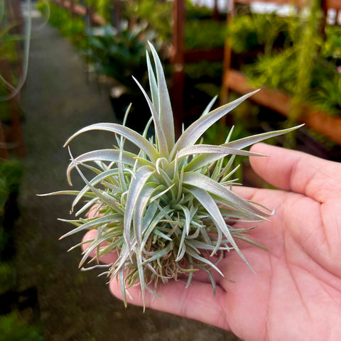 chiapensis air plant Chiapensis Small Clump (Minimum Order 4) – Bulk Air Plants