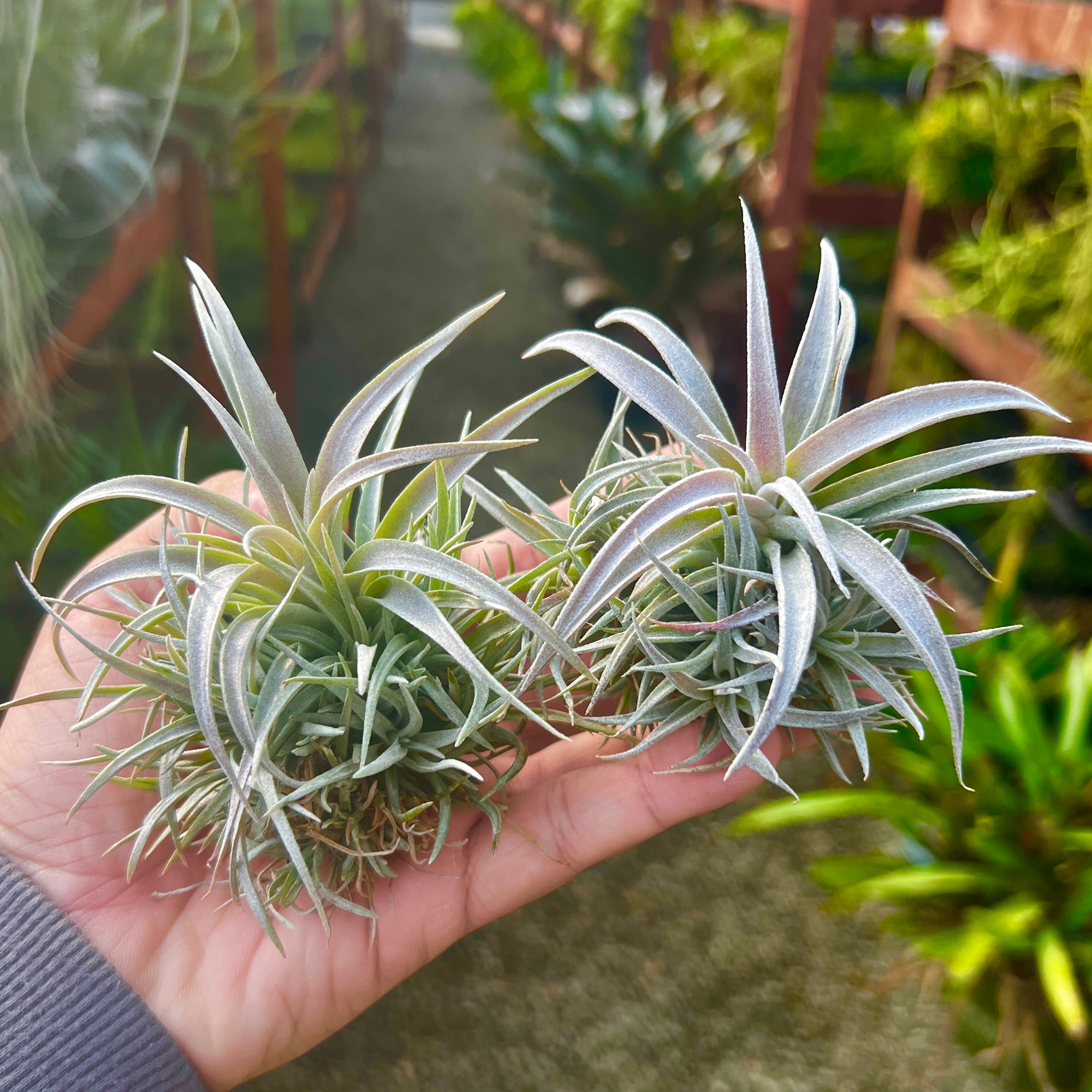 chiapensis air plant Chiapensis Small Clump , (Minimum Order 4)