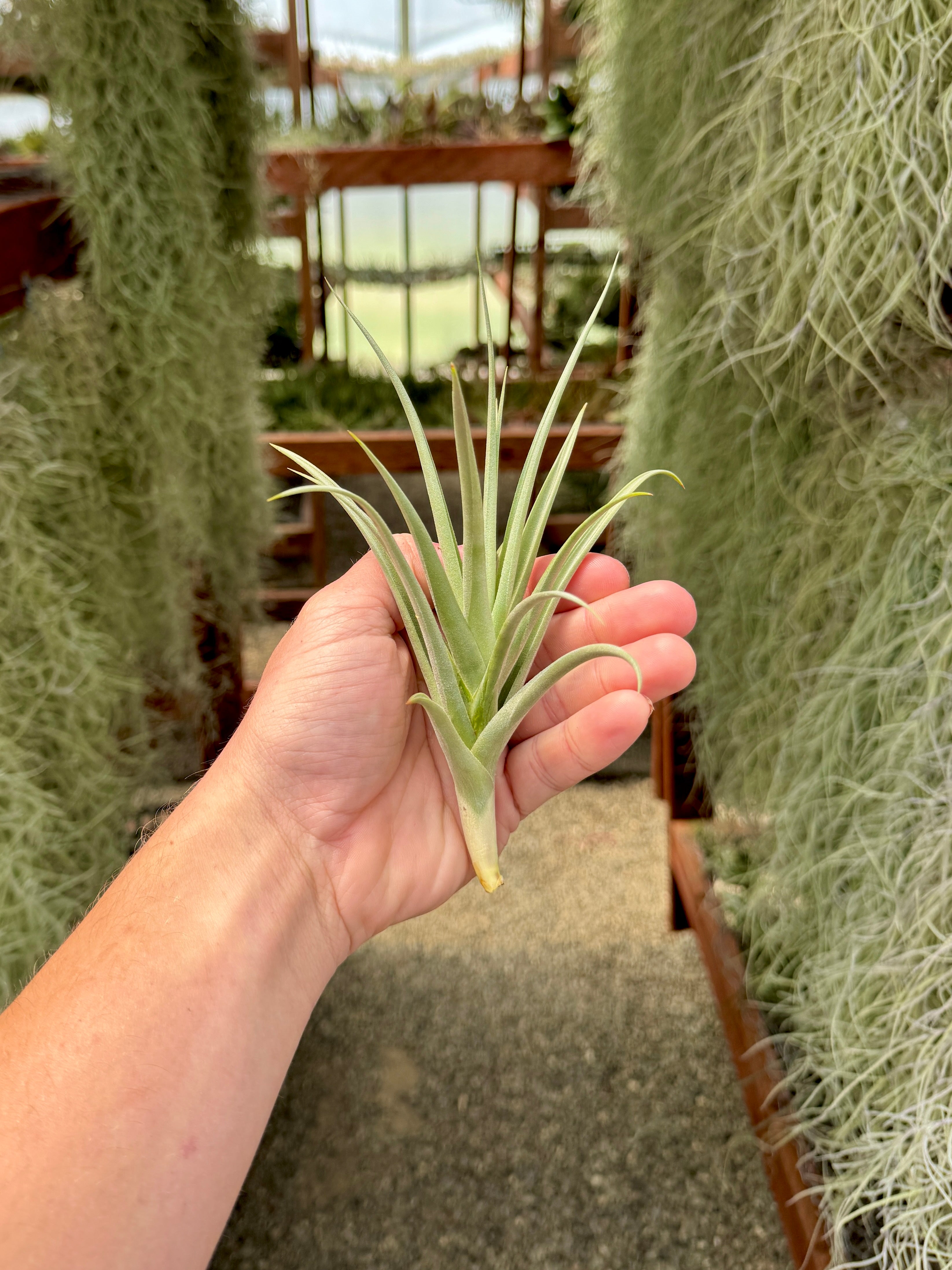 Duratii x Ixioides <br> (No Minimum)