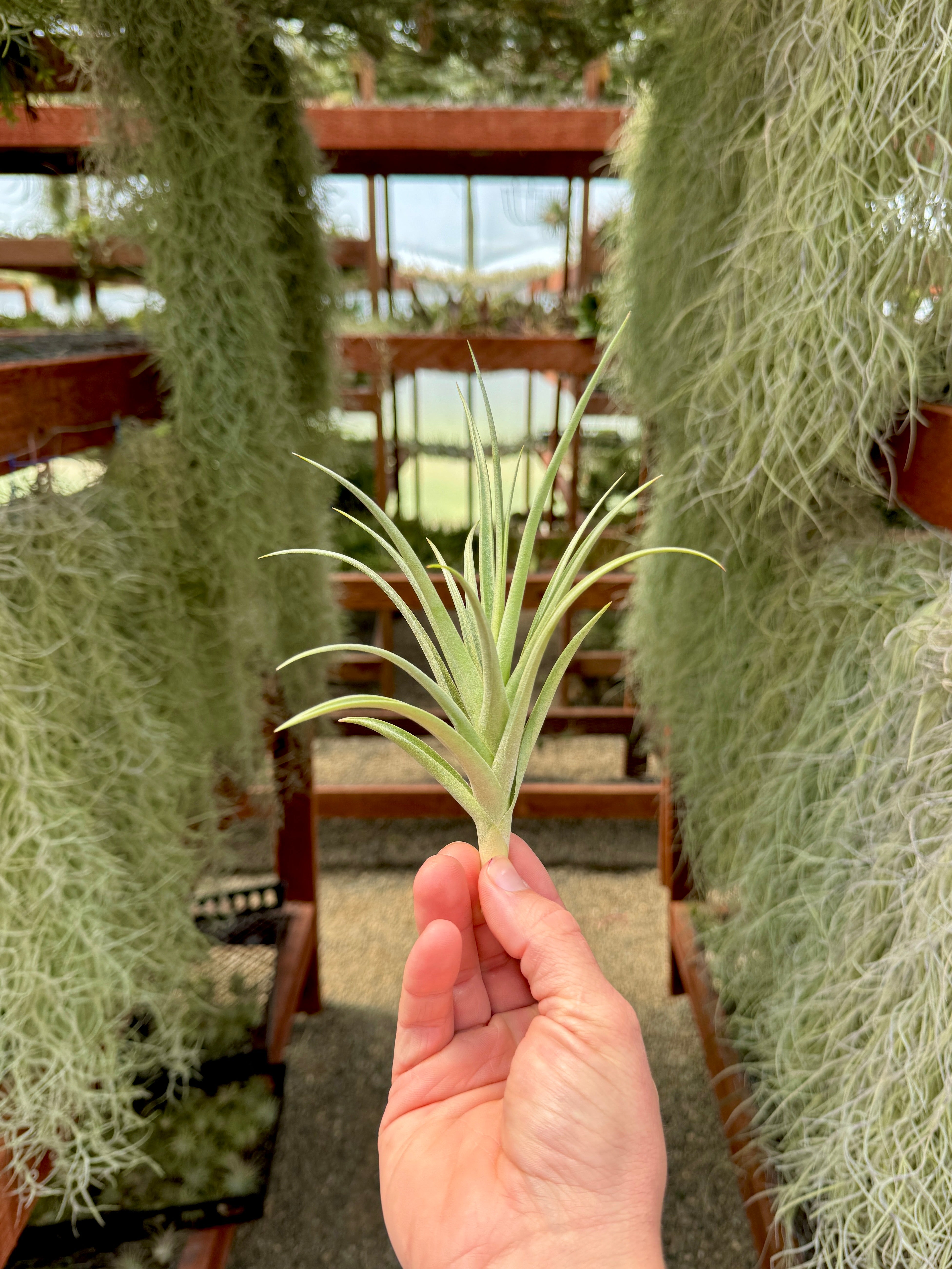 Duratii x Ixioides <br> (No Minimum)