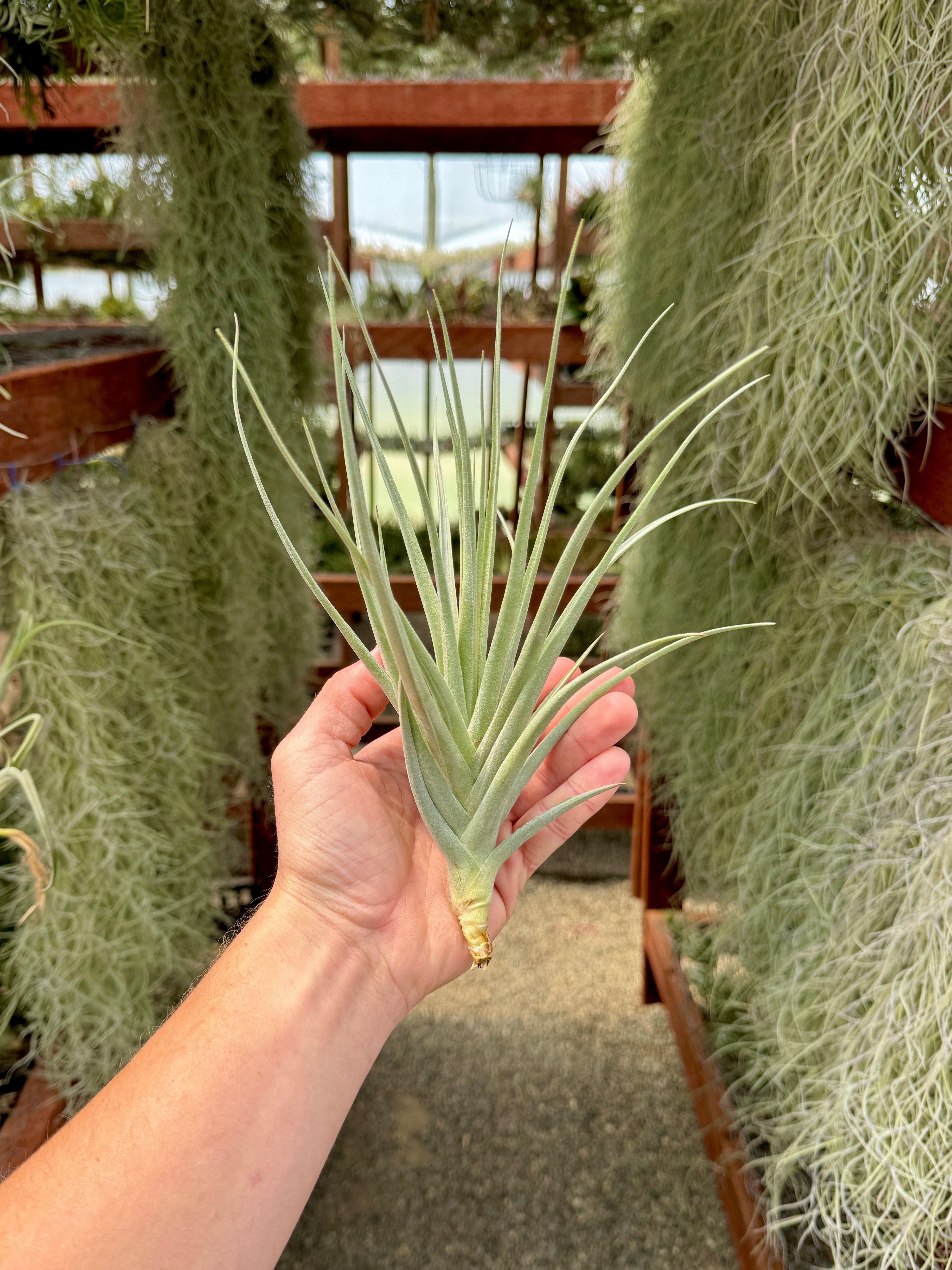 Duratii x Ixioides <br> (No Minimum)