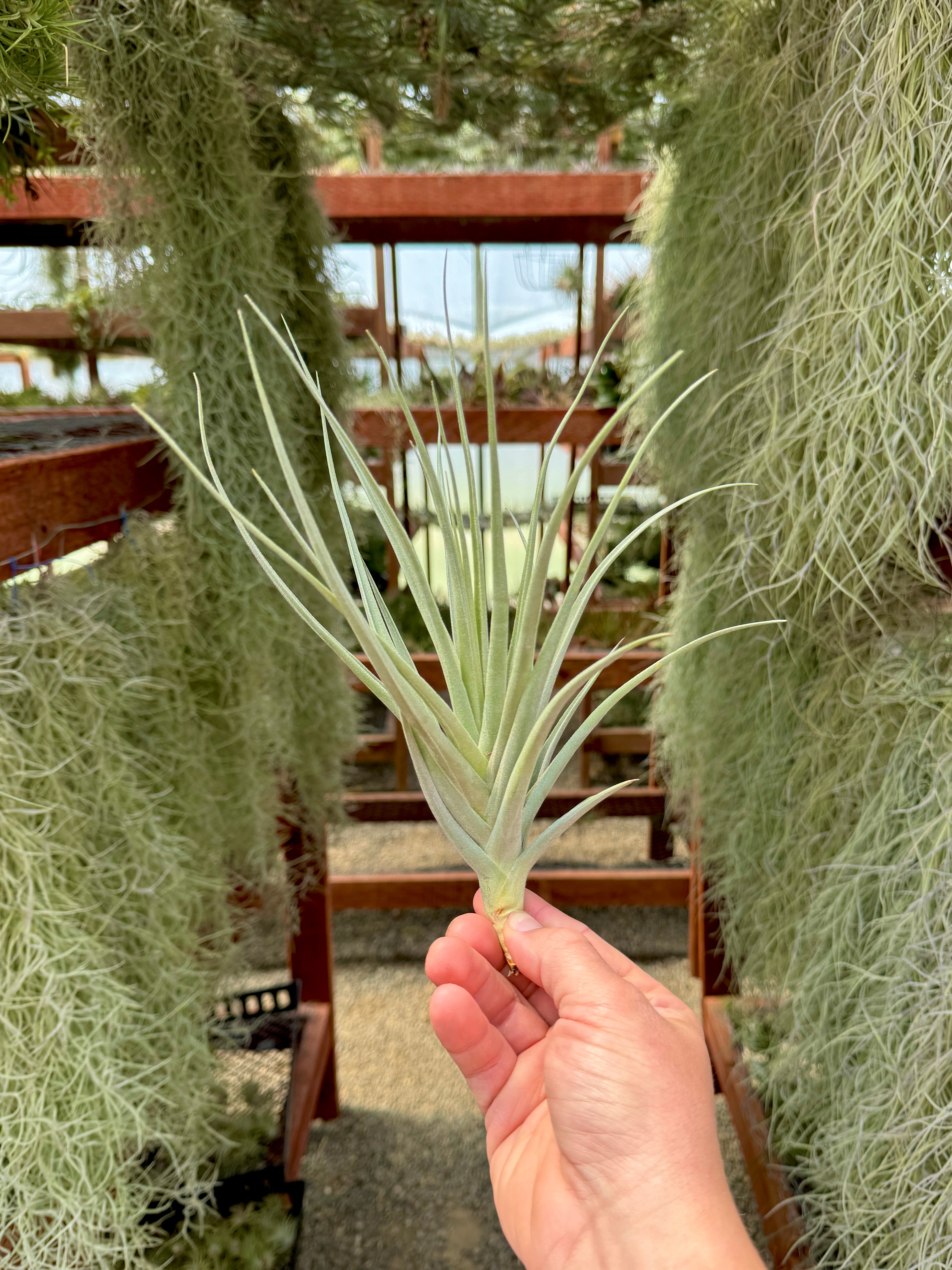duratii air plant Wholesale Aeranthos Mini *Purple Form* Air Plant Resale Bulk – Bulk Air Plants