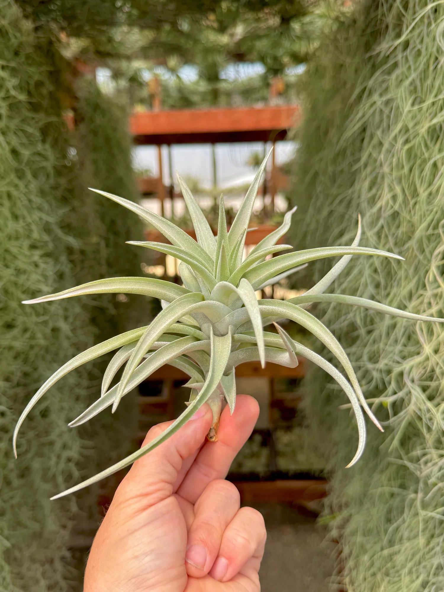 Harrisii X Xerographica Large <br> (No Minimum) <br> *Cannot Be Shipped Internationally*
